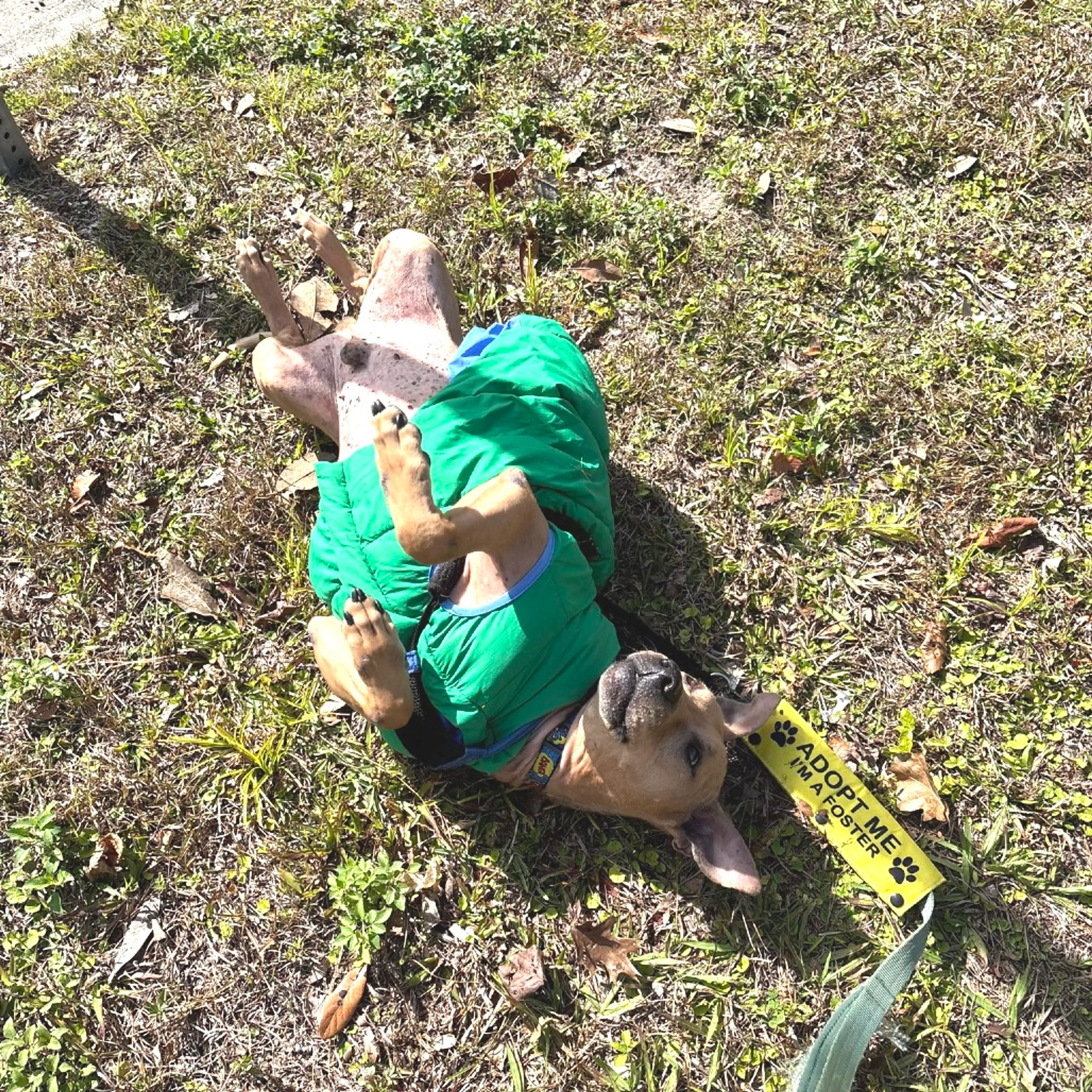 Found pet-6