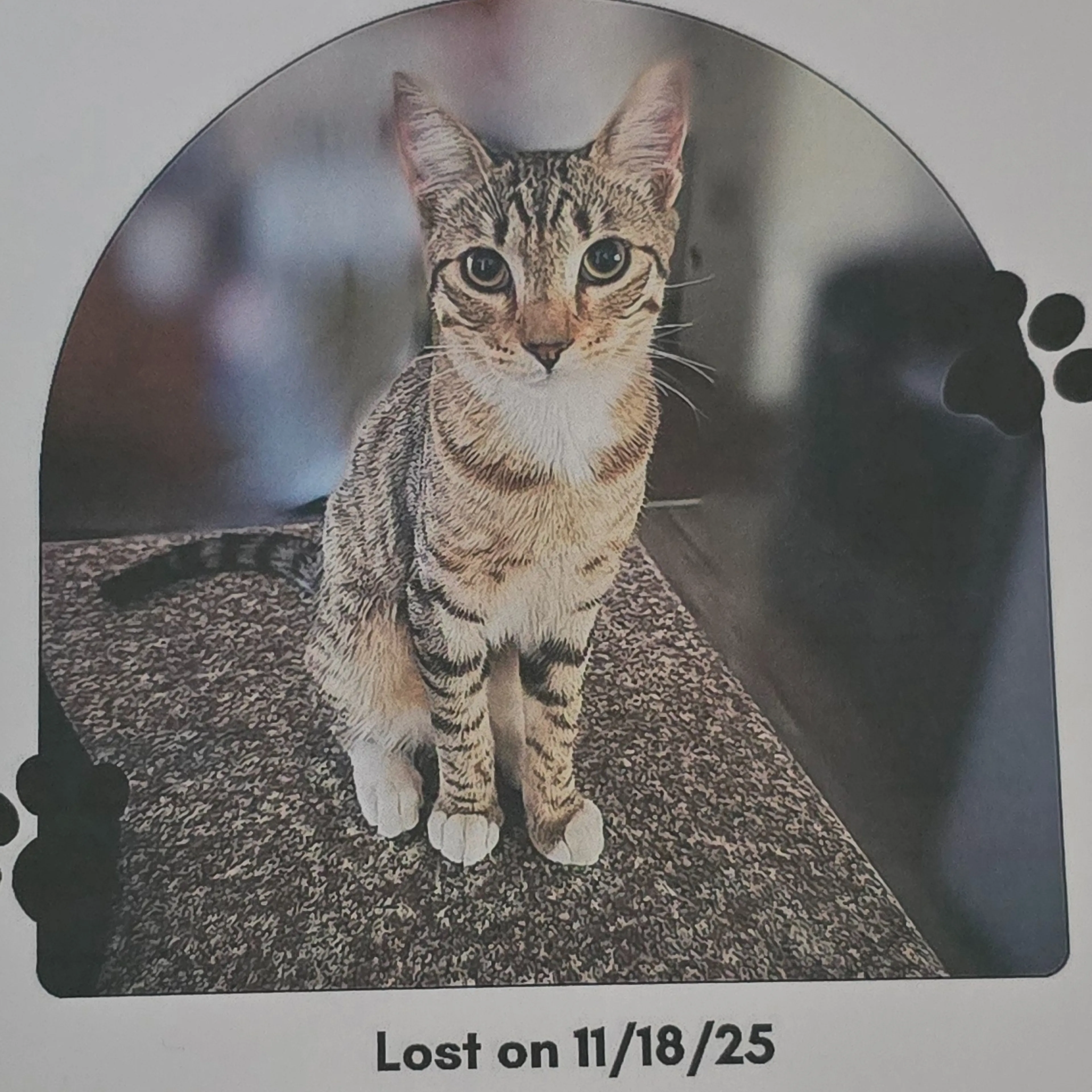 Lost pet-1