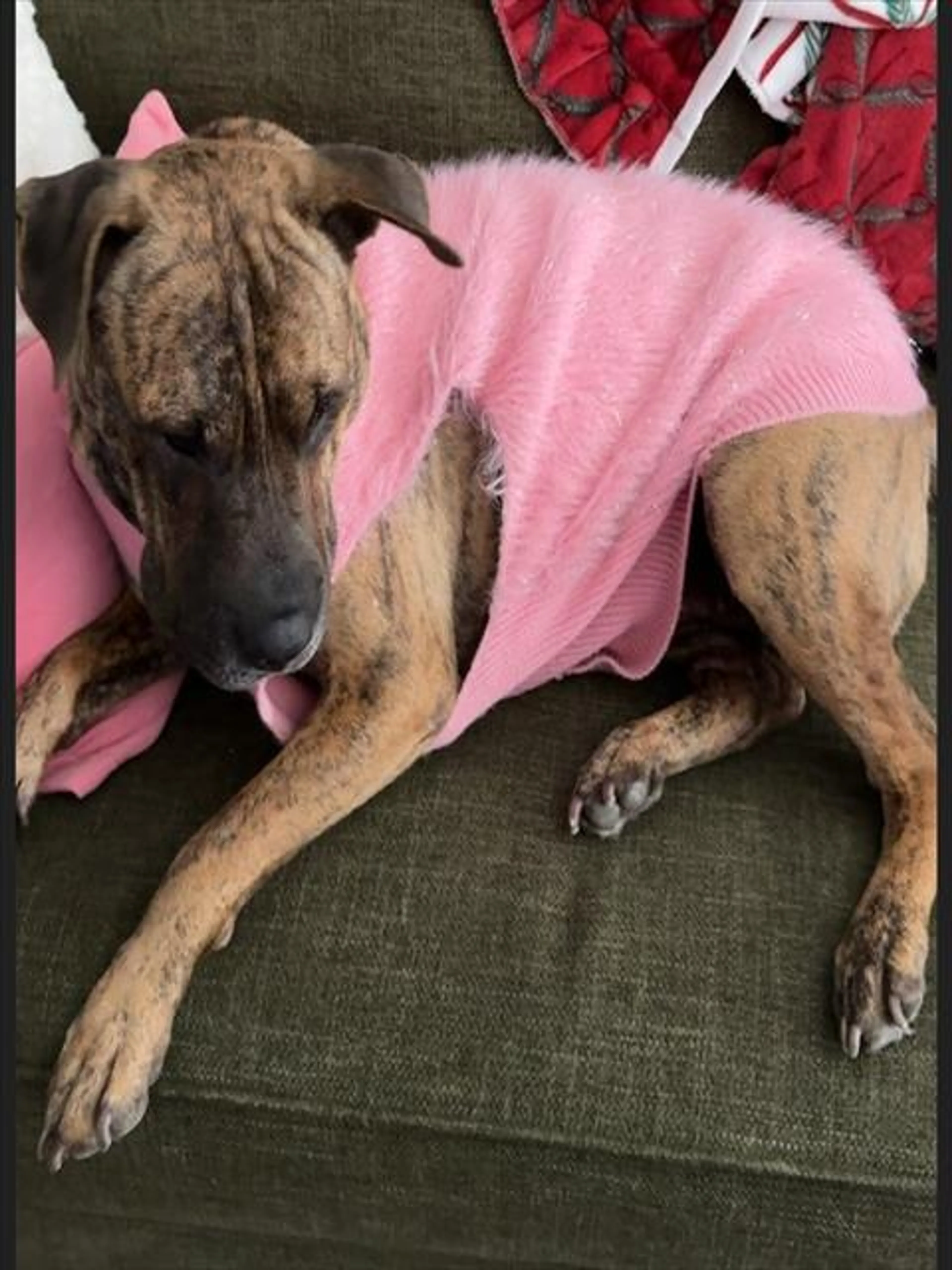 Found pet