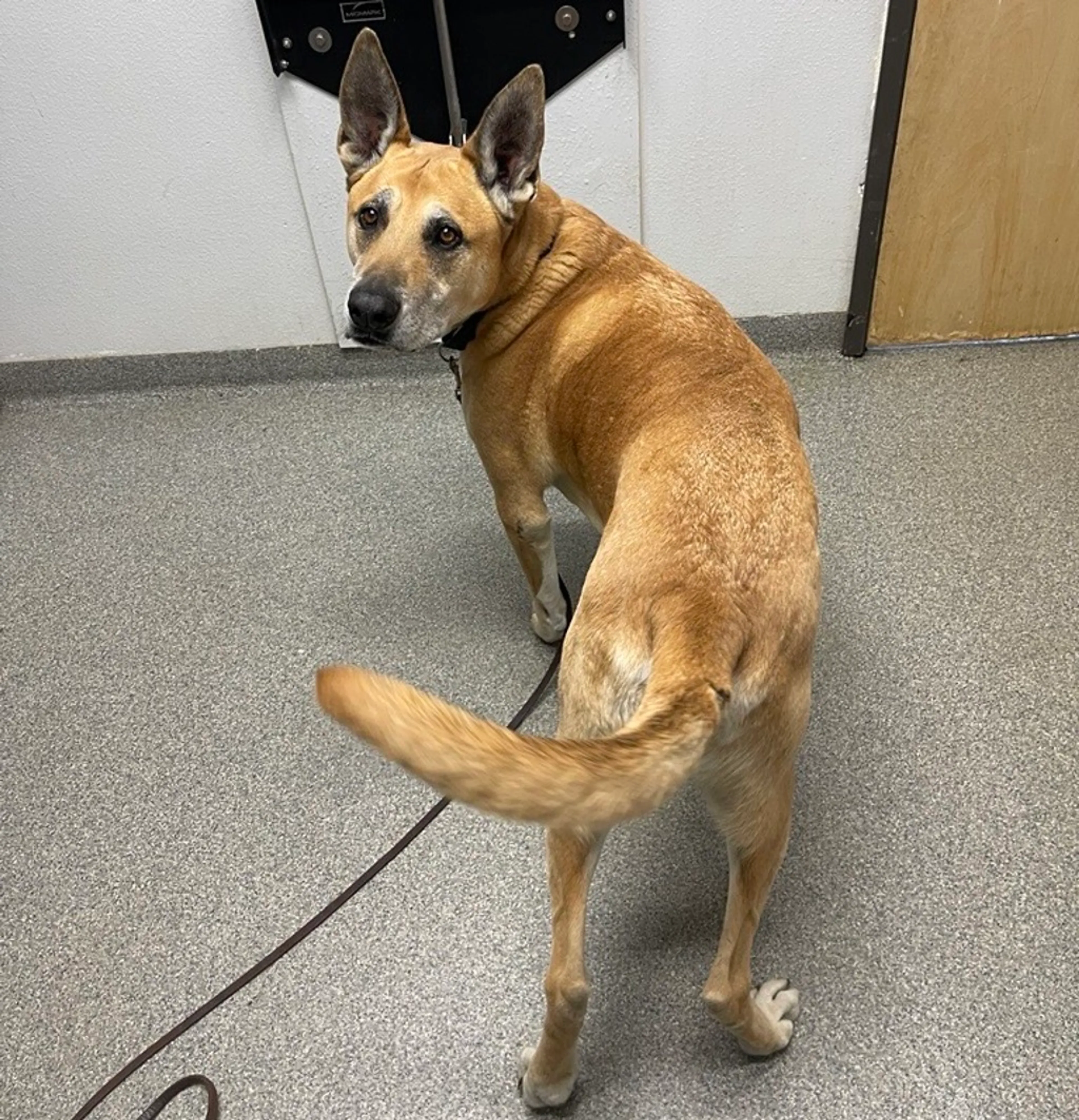 Found pet