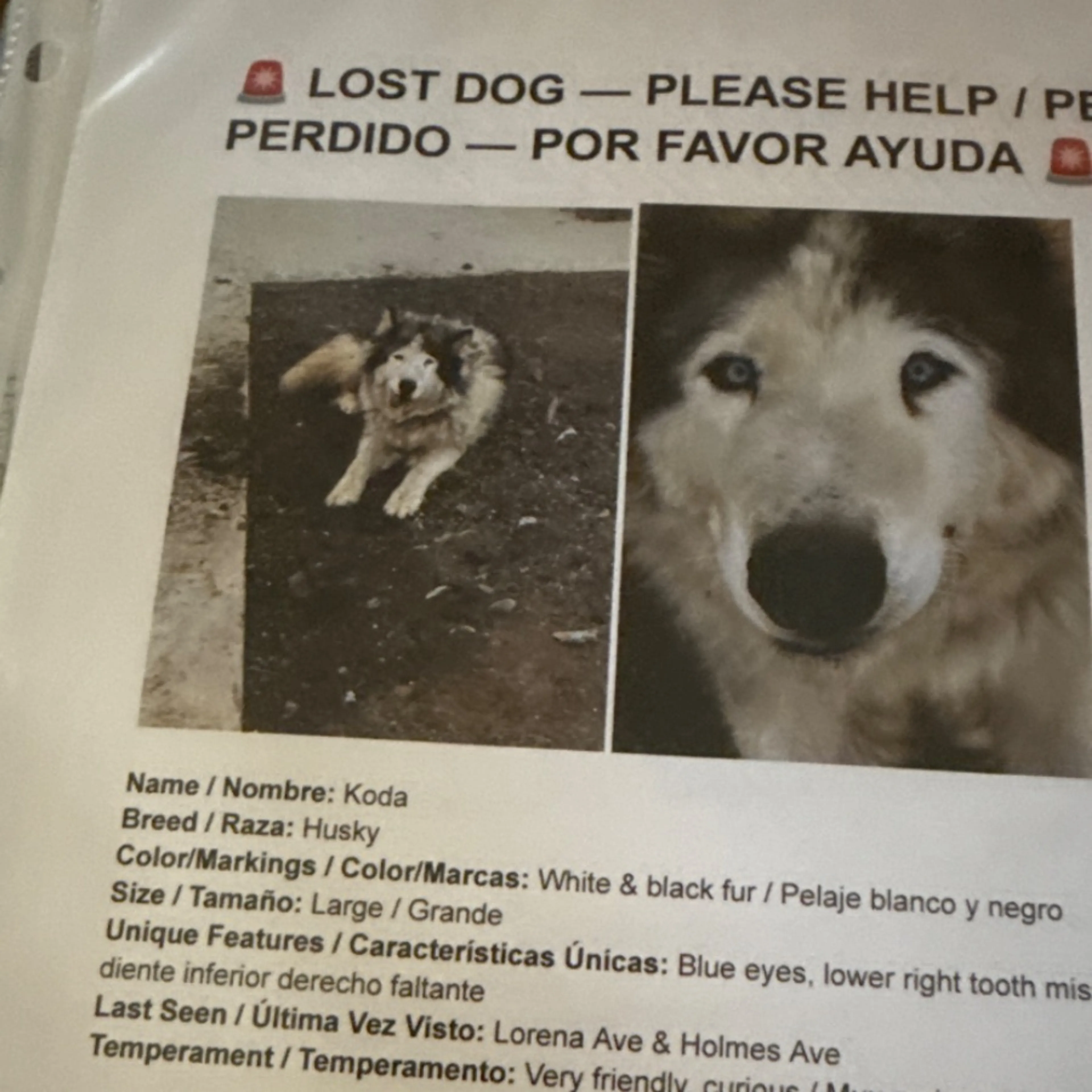 Lost pet