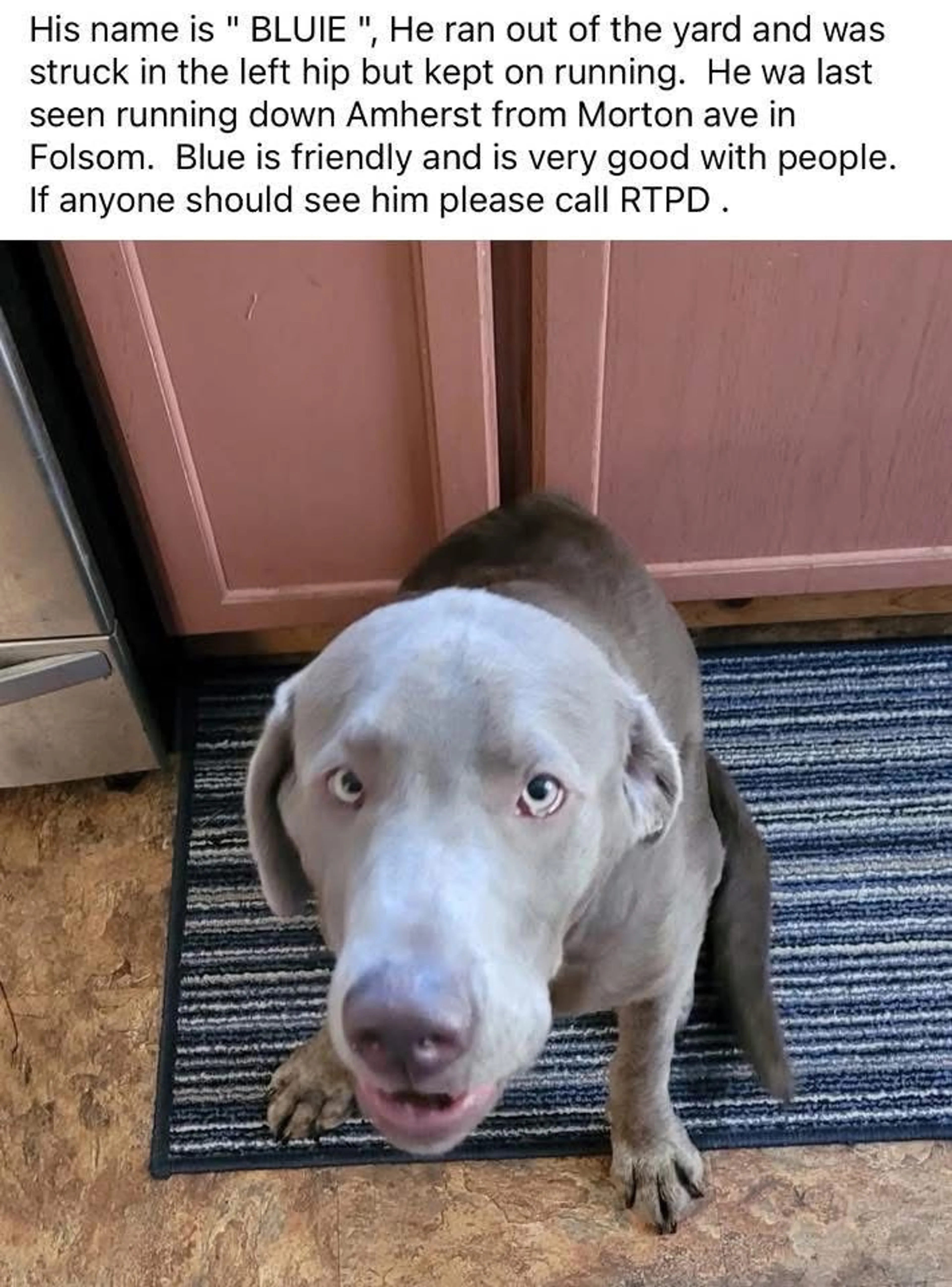 Lost pet