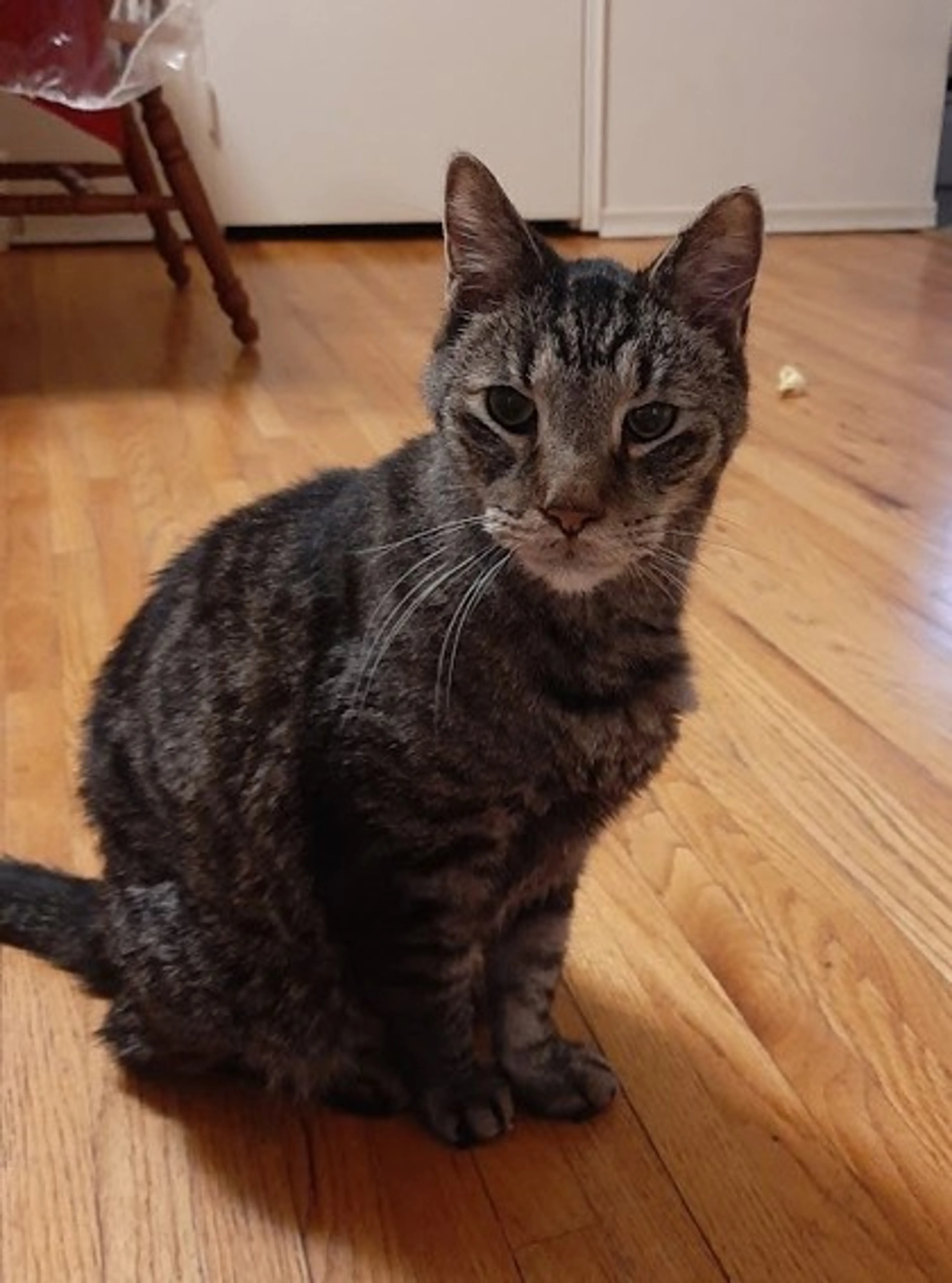Found pet-2