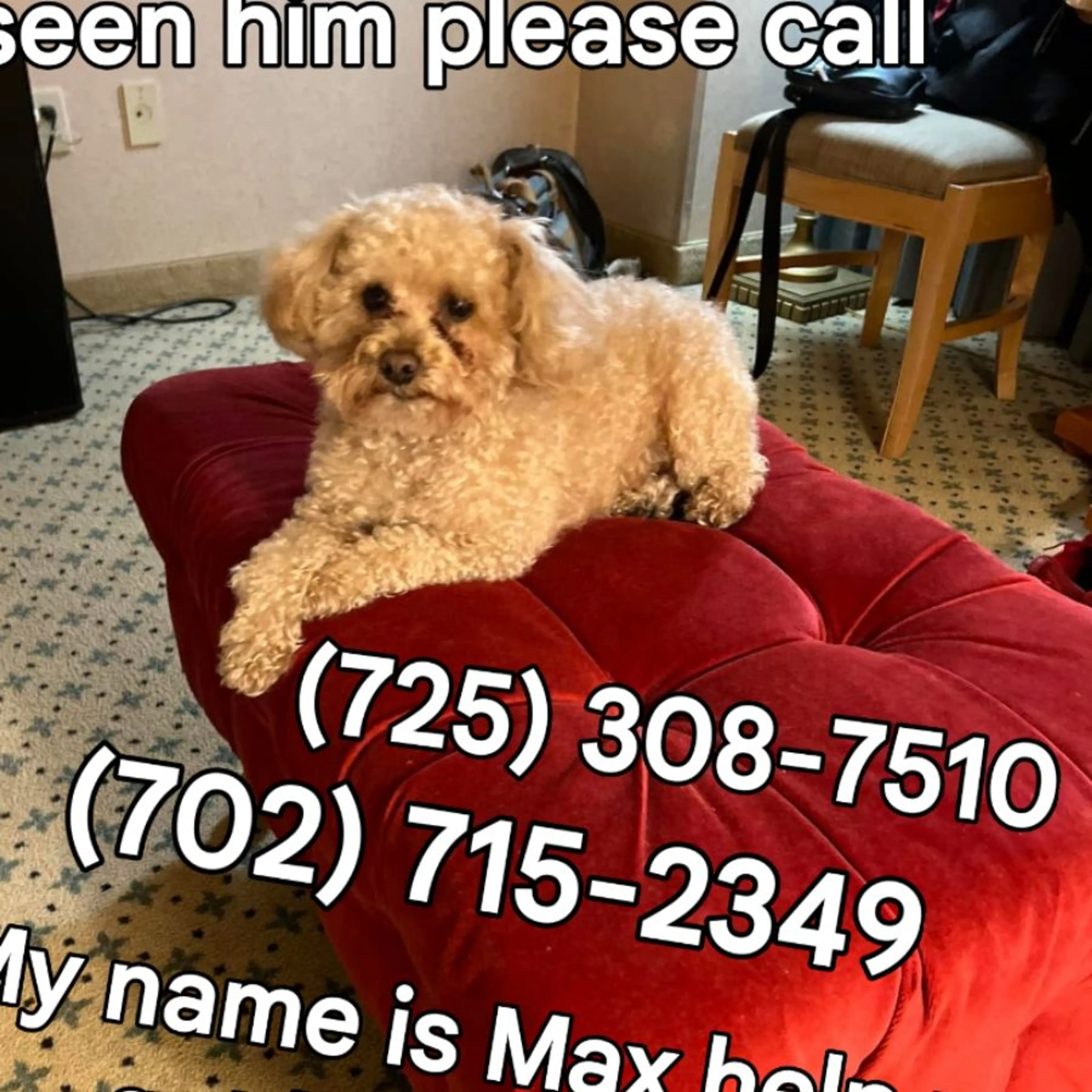 Lost pet