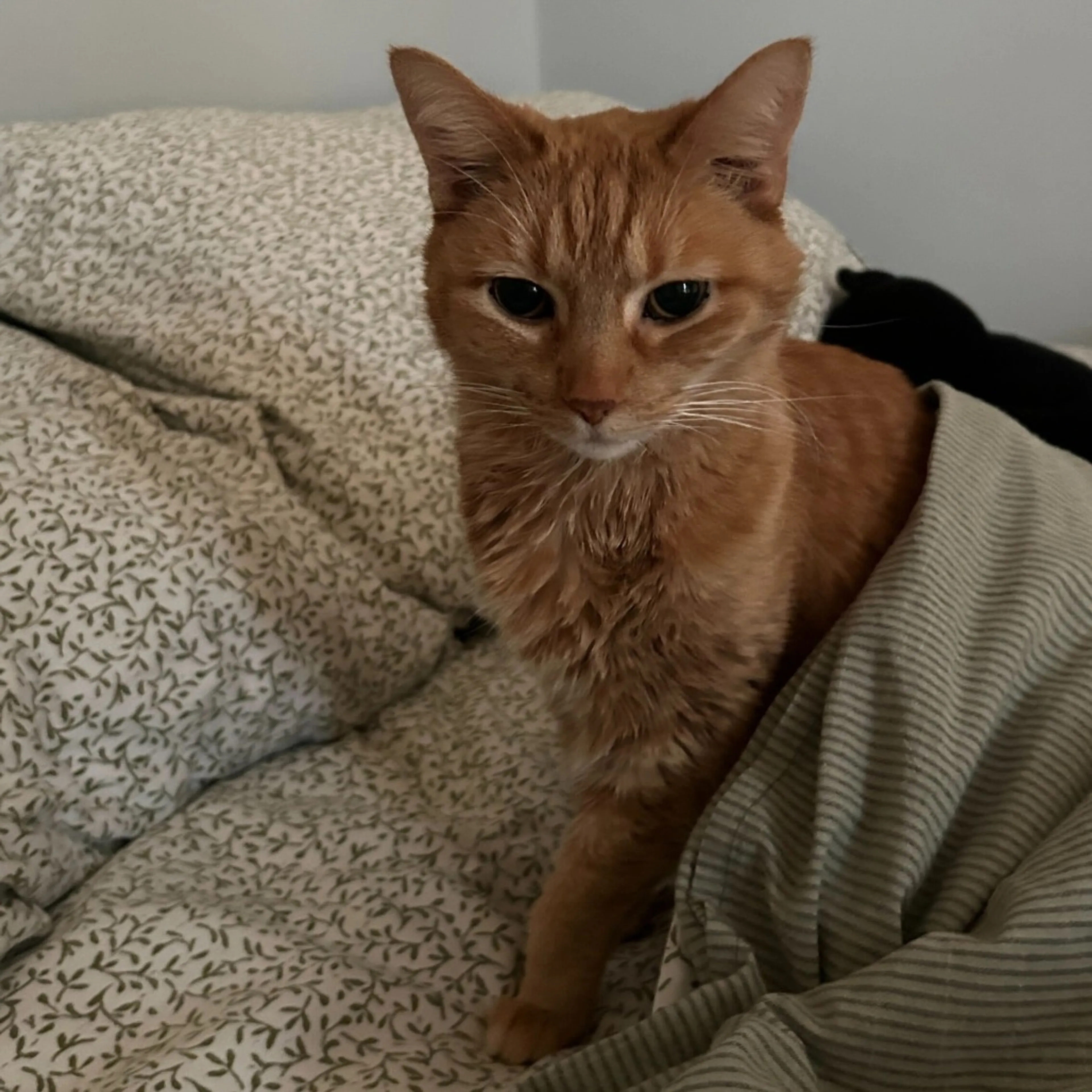 Found pet-4