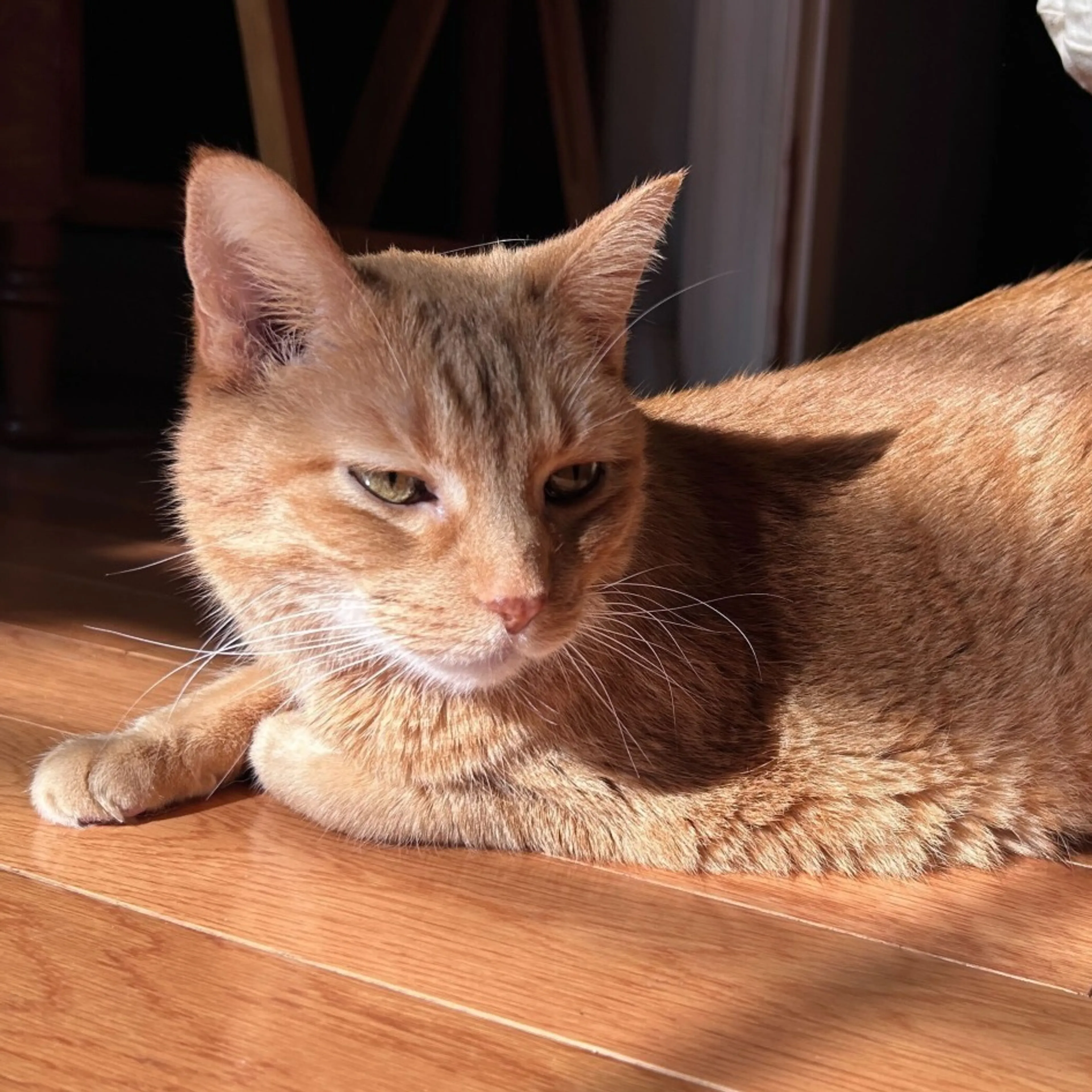 Found pet-0