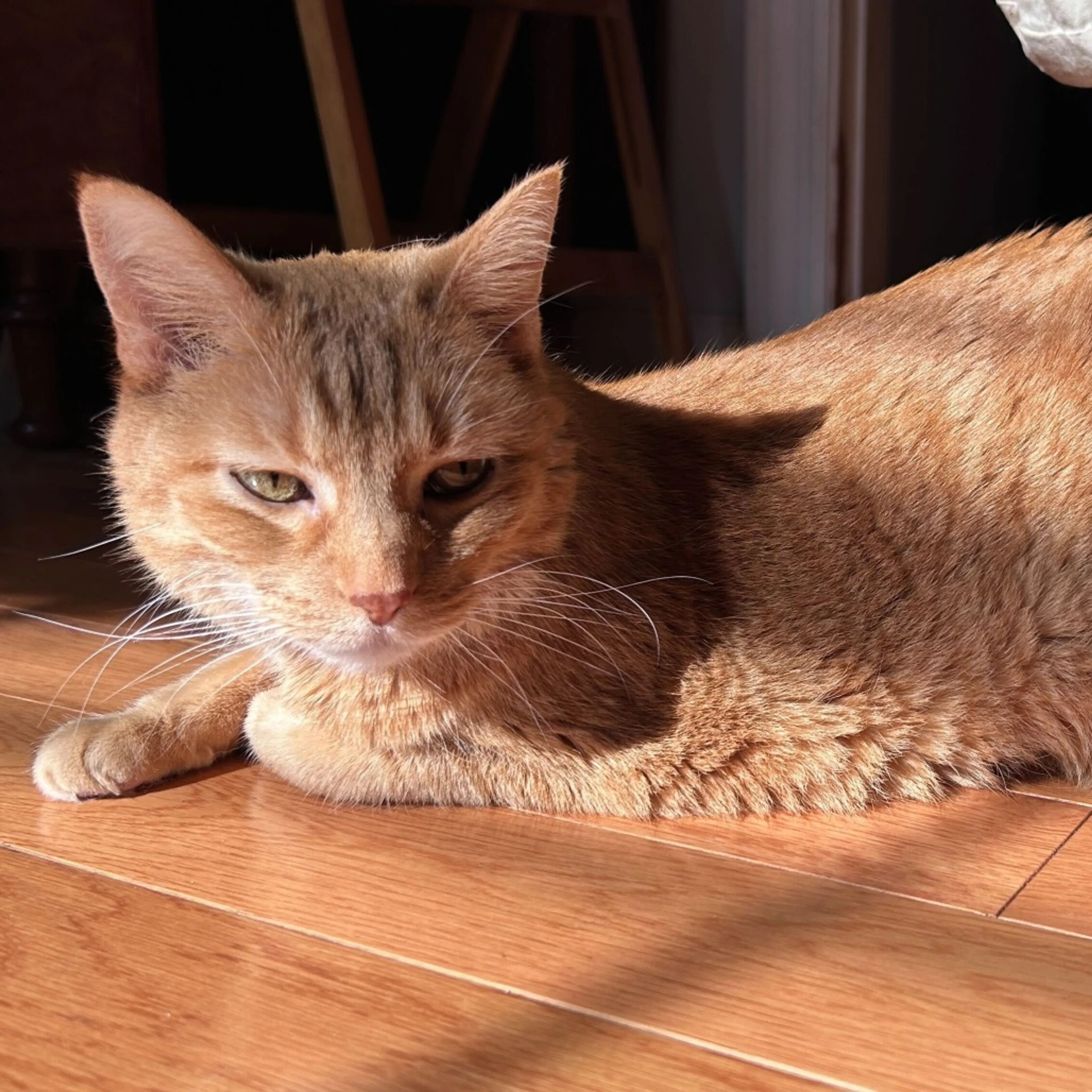 Found pet-14
