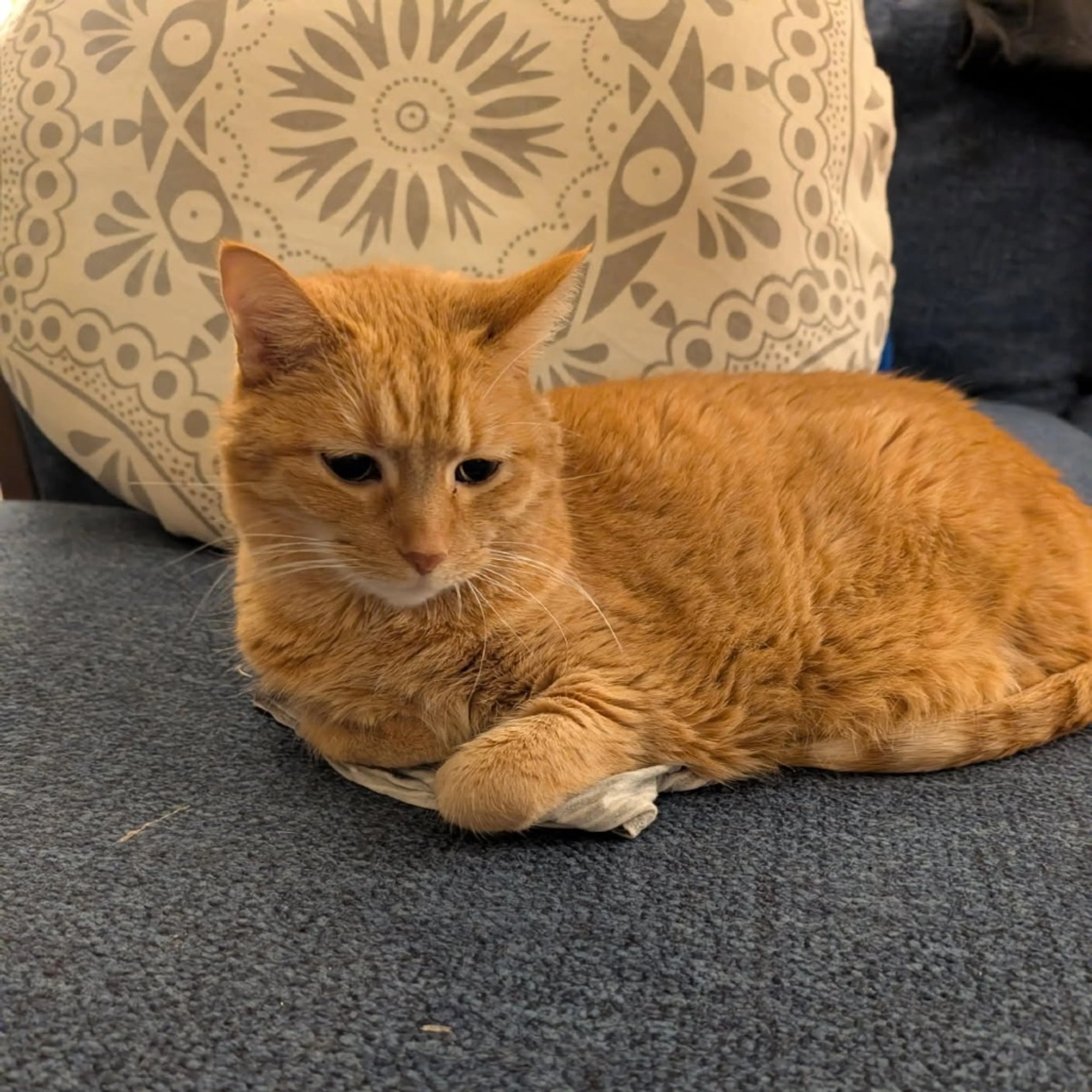 Found pet-6