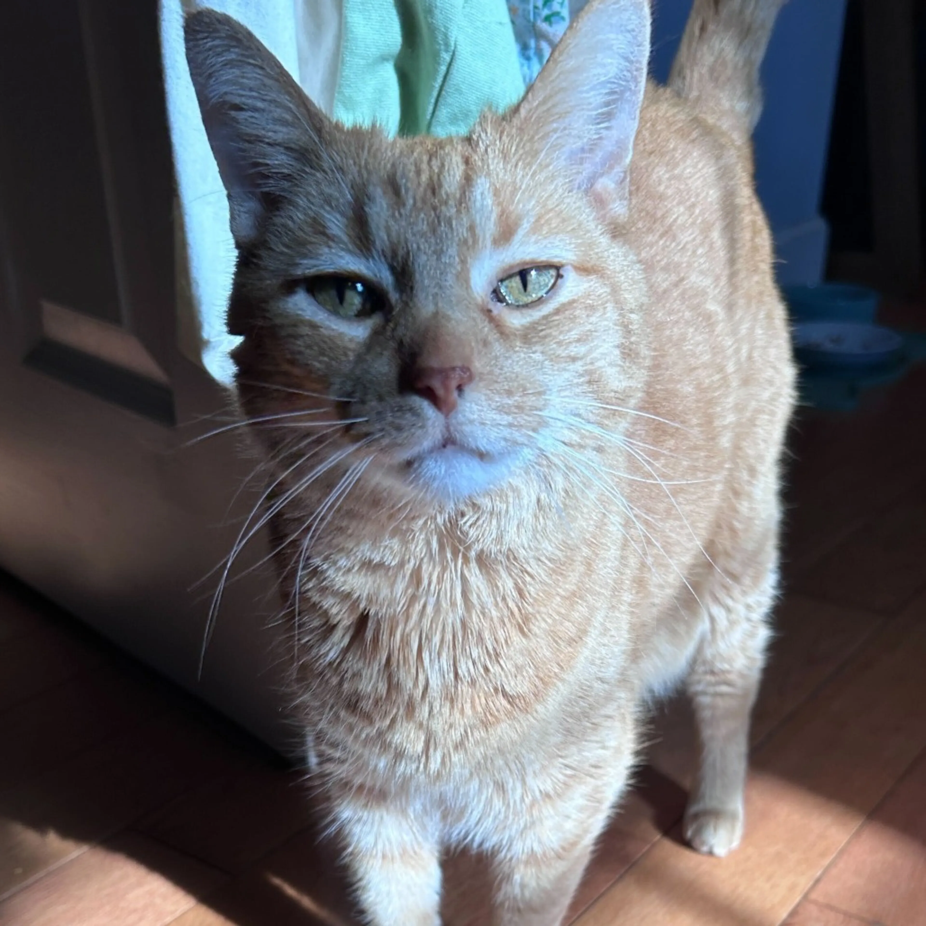 Found pet-12