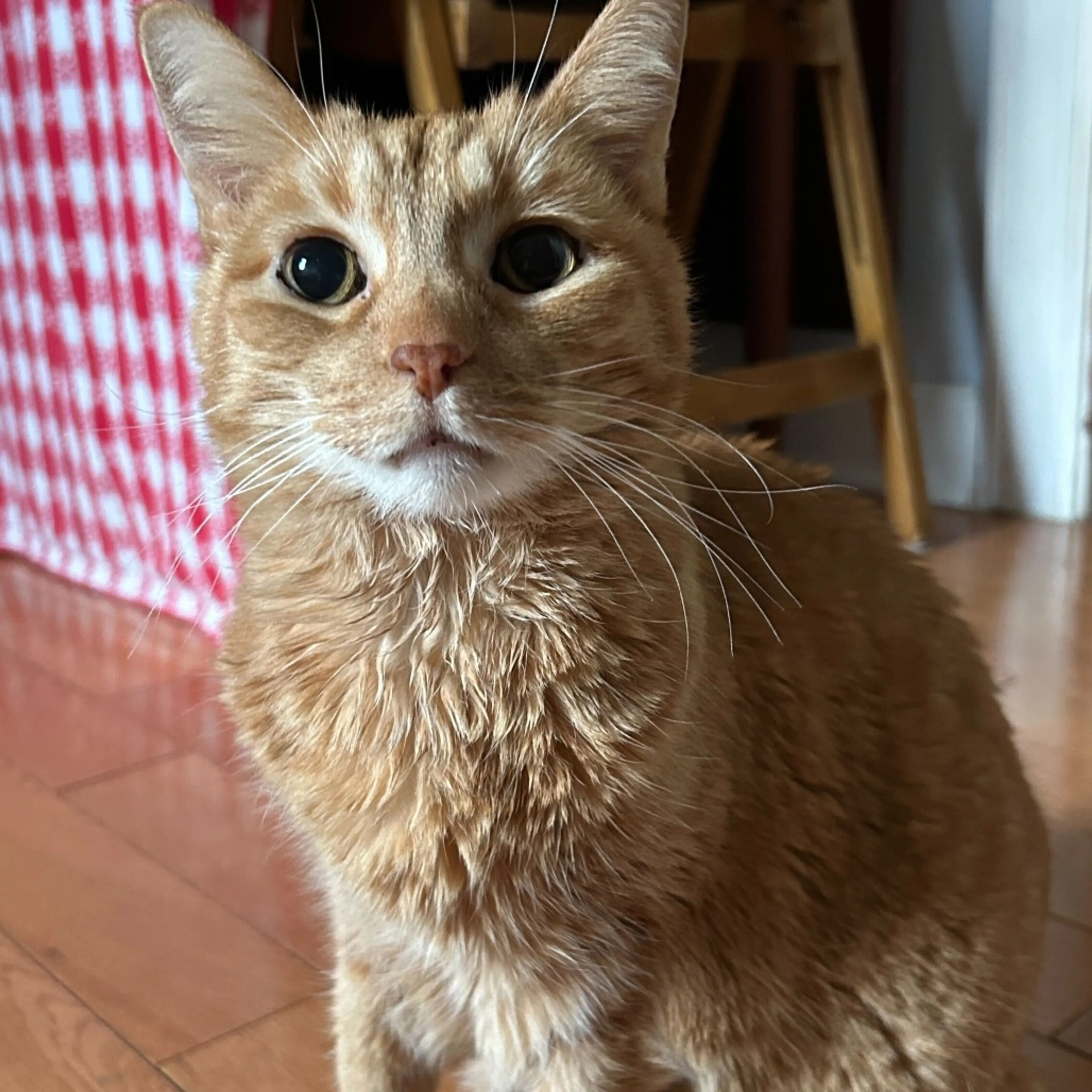 Found pet-5