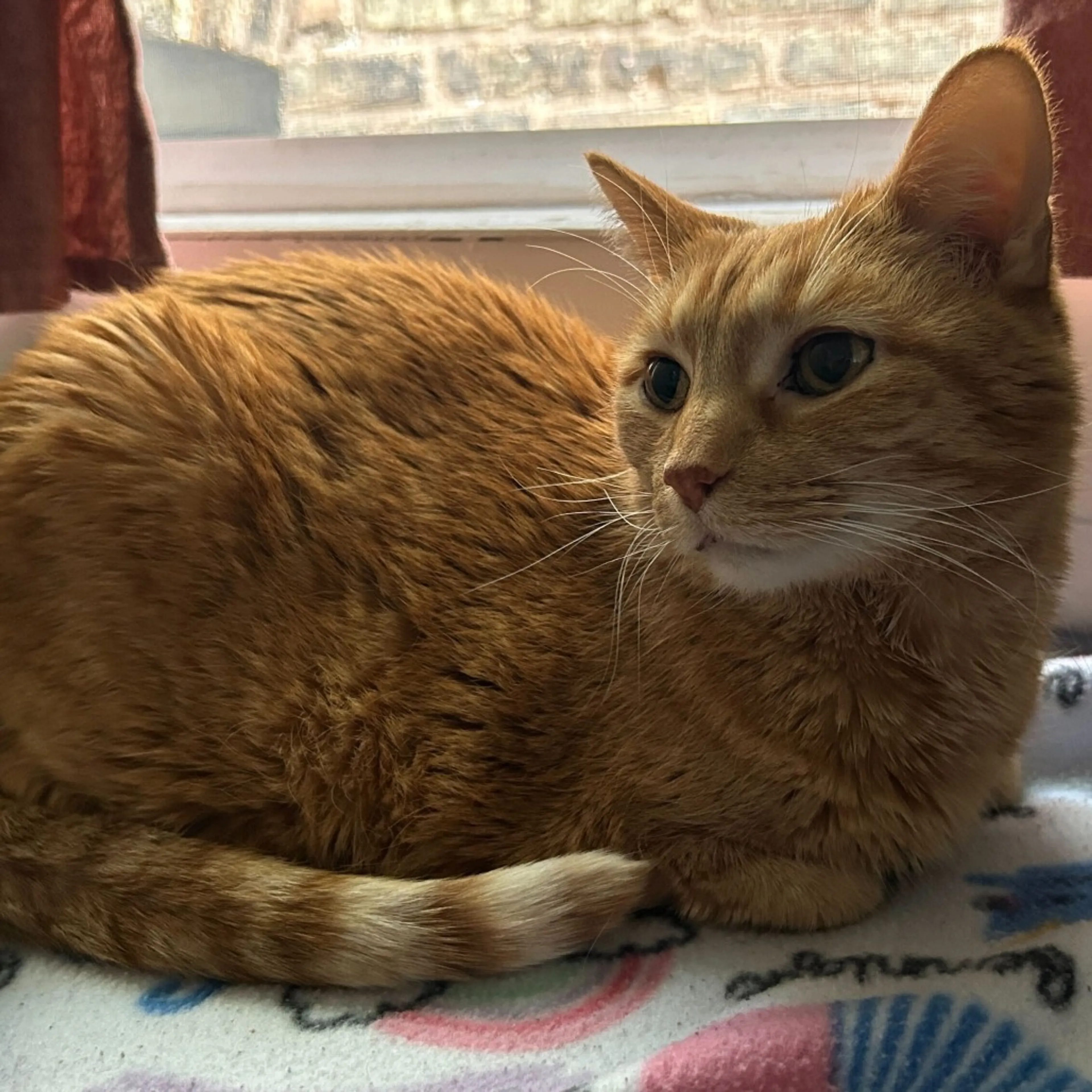 Found pet-9