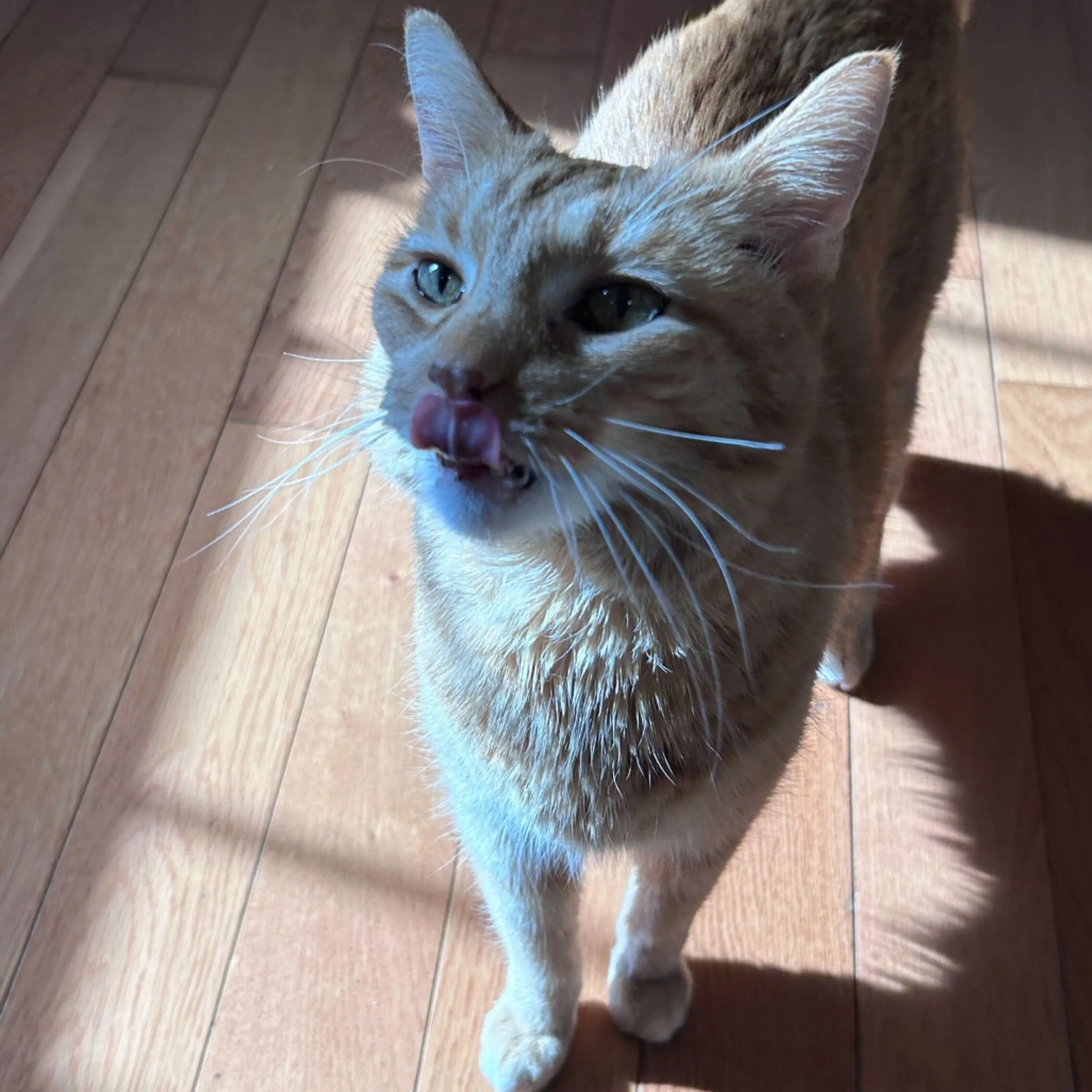 Found pet-13