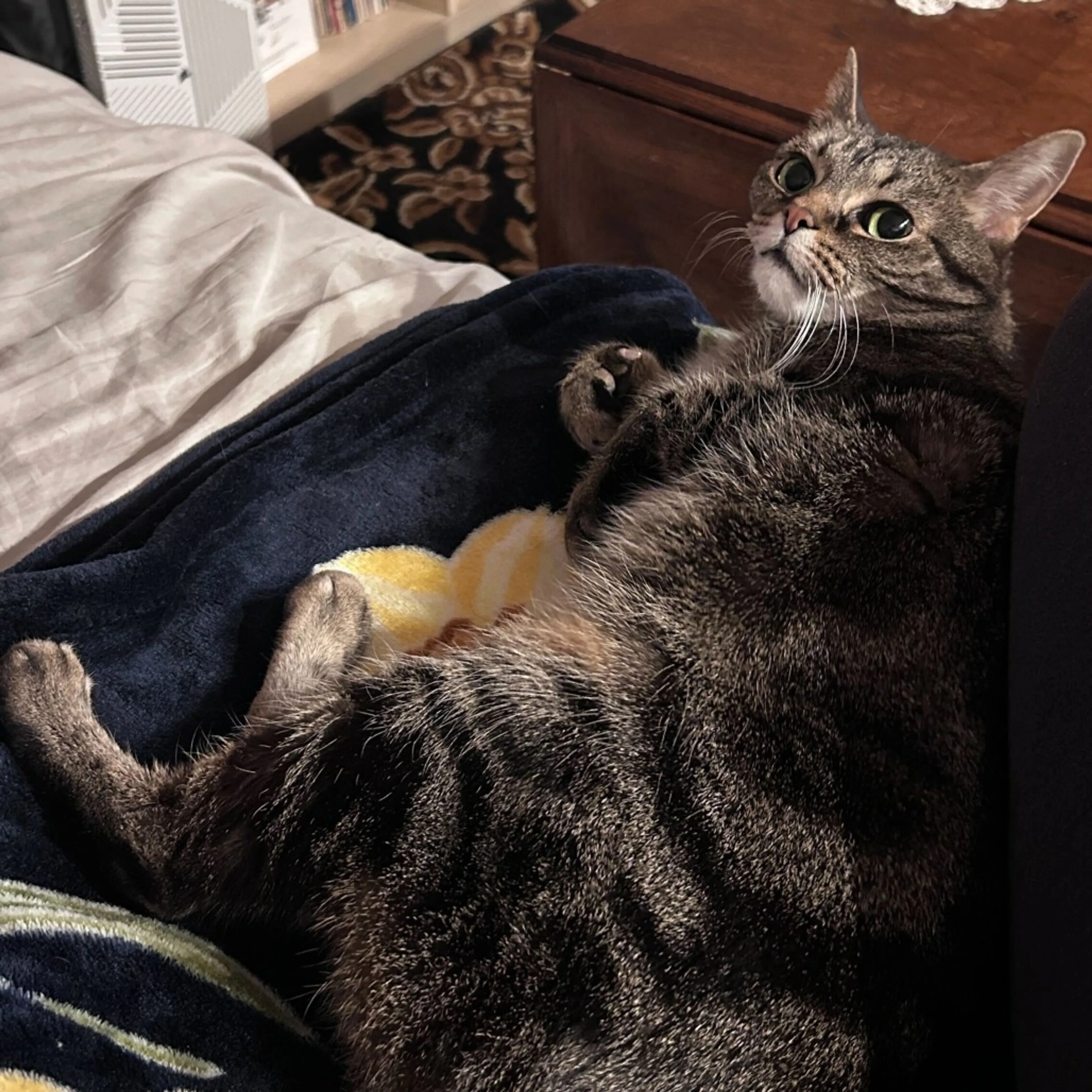 Found pet-8