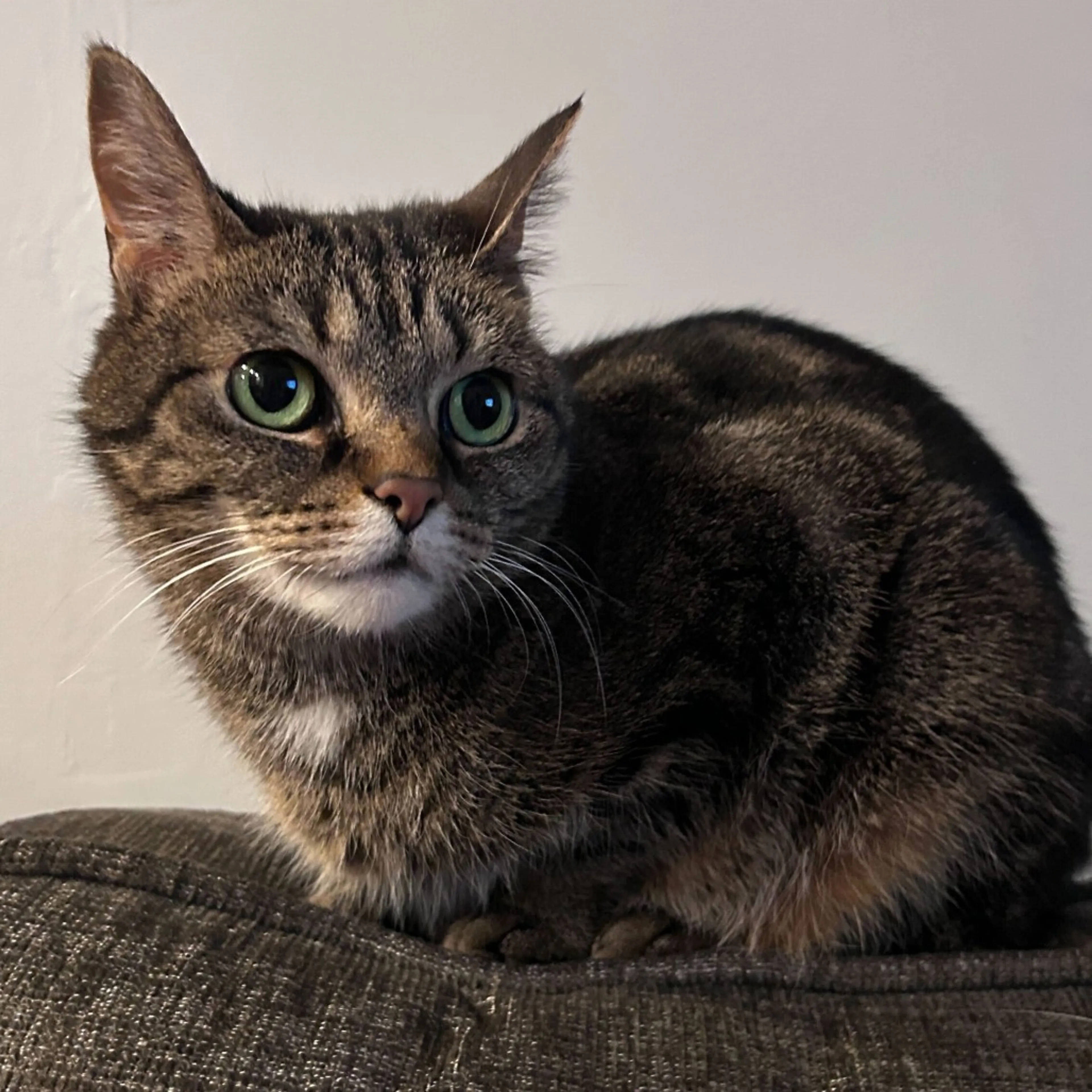 Found pet-9