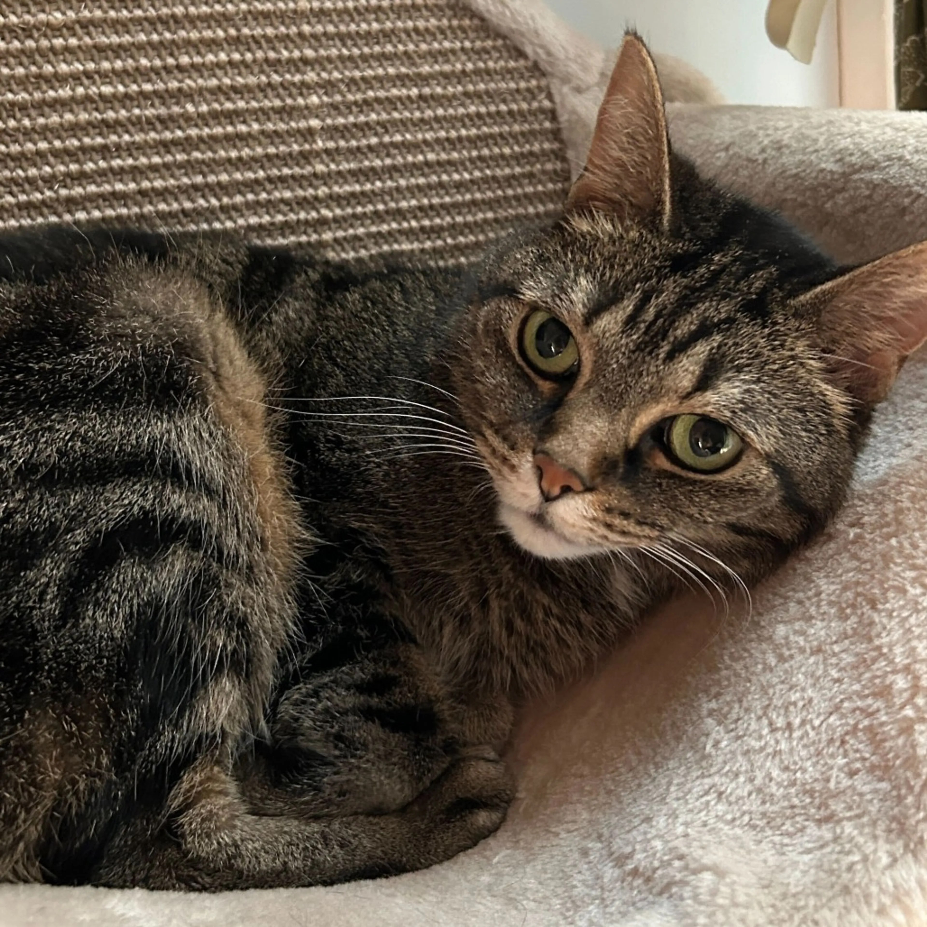 Found pet-5