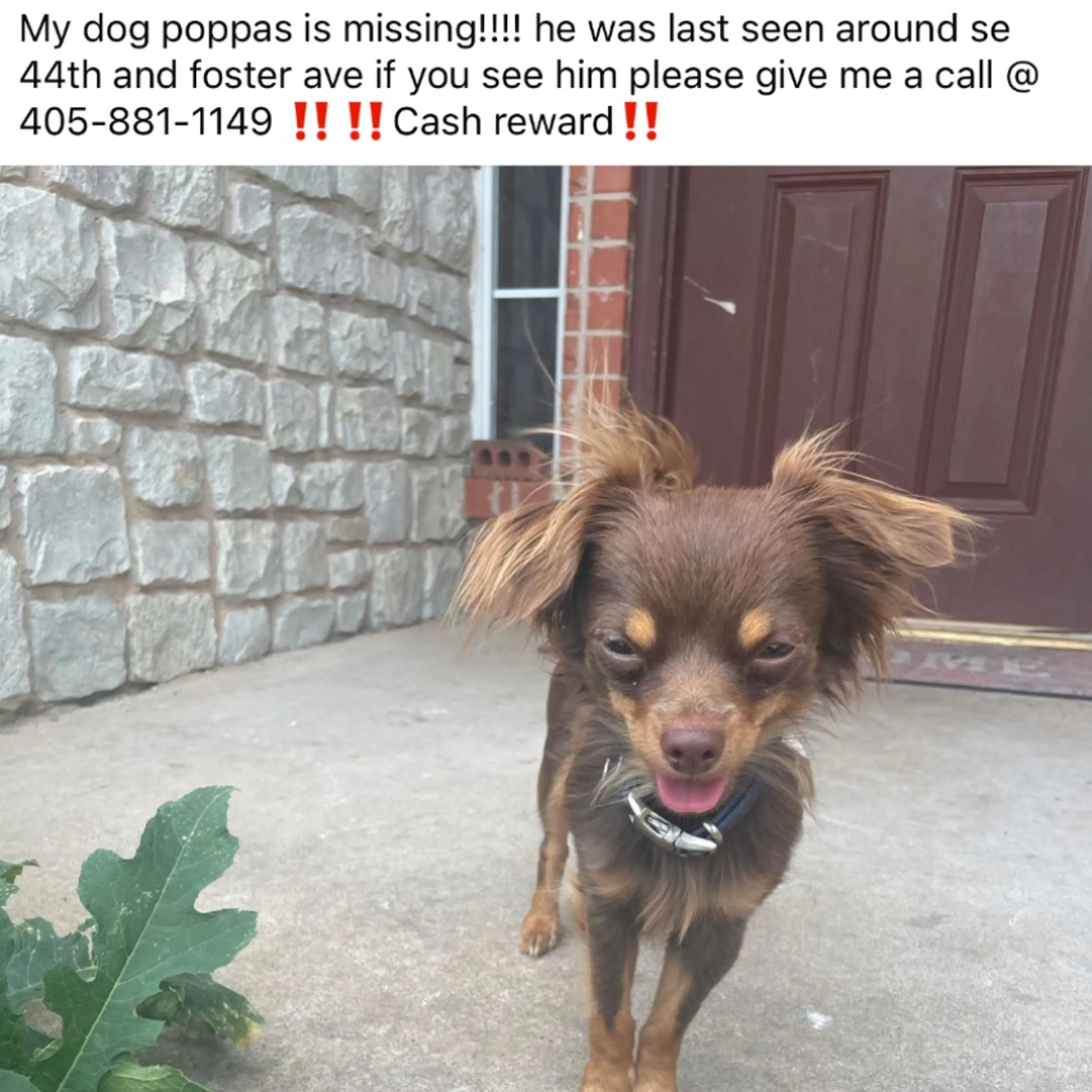 Lost pet