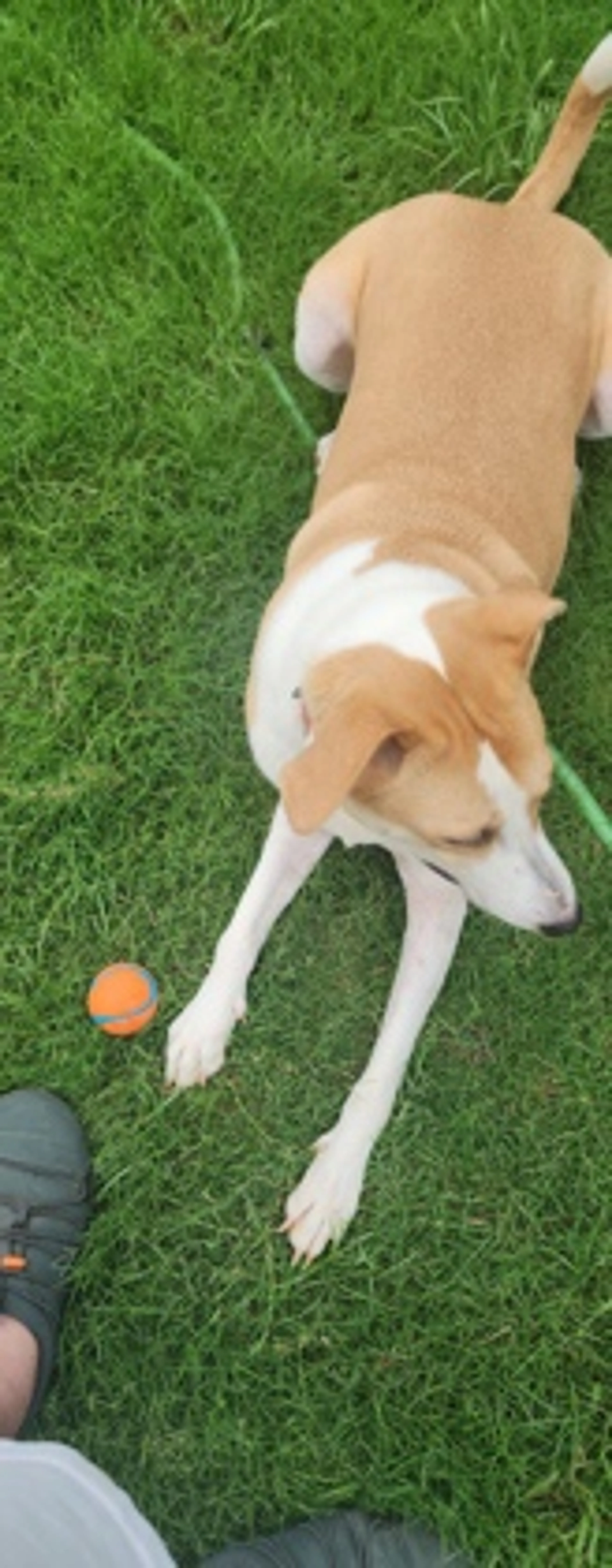 Found pet-2