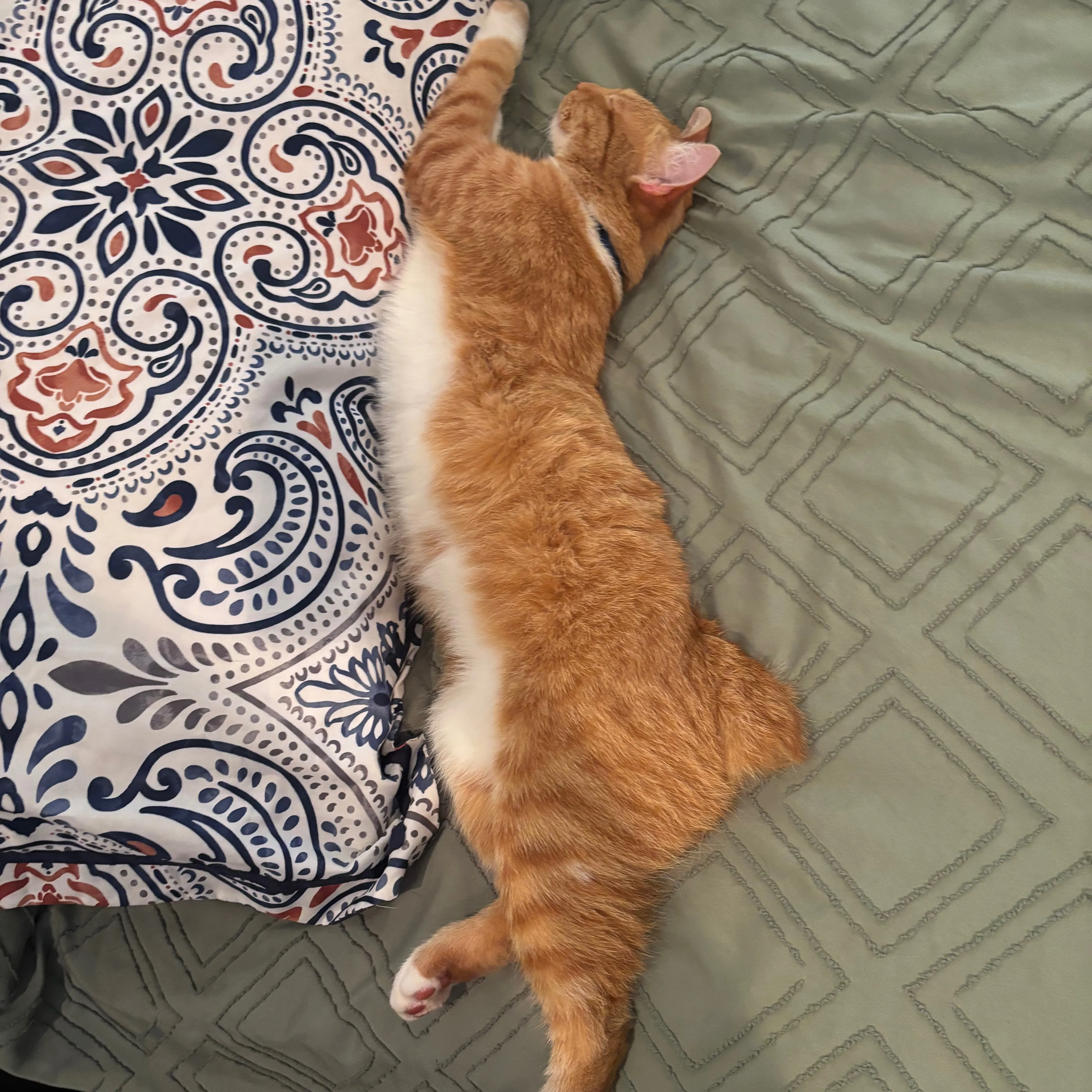 Lost pet-3