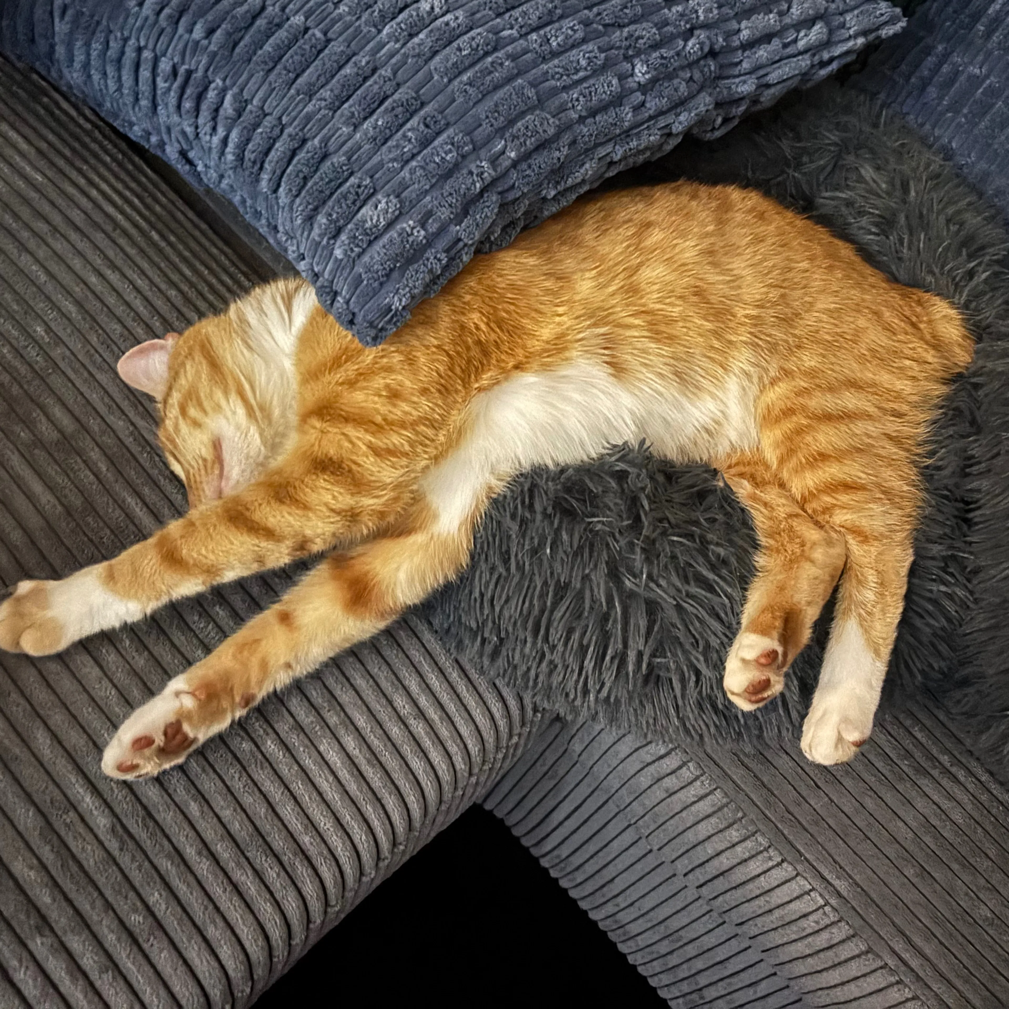 Lost pet-1