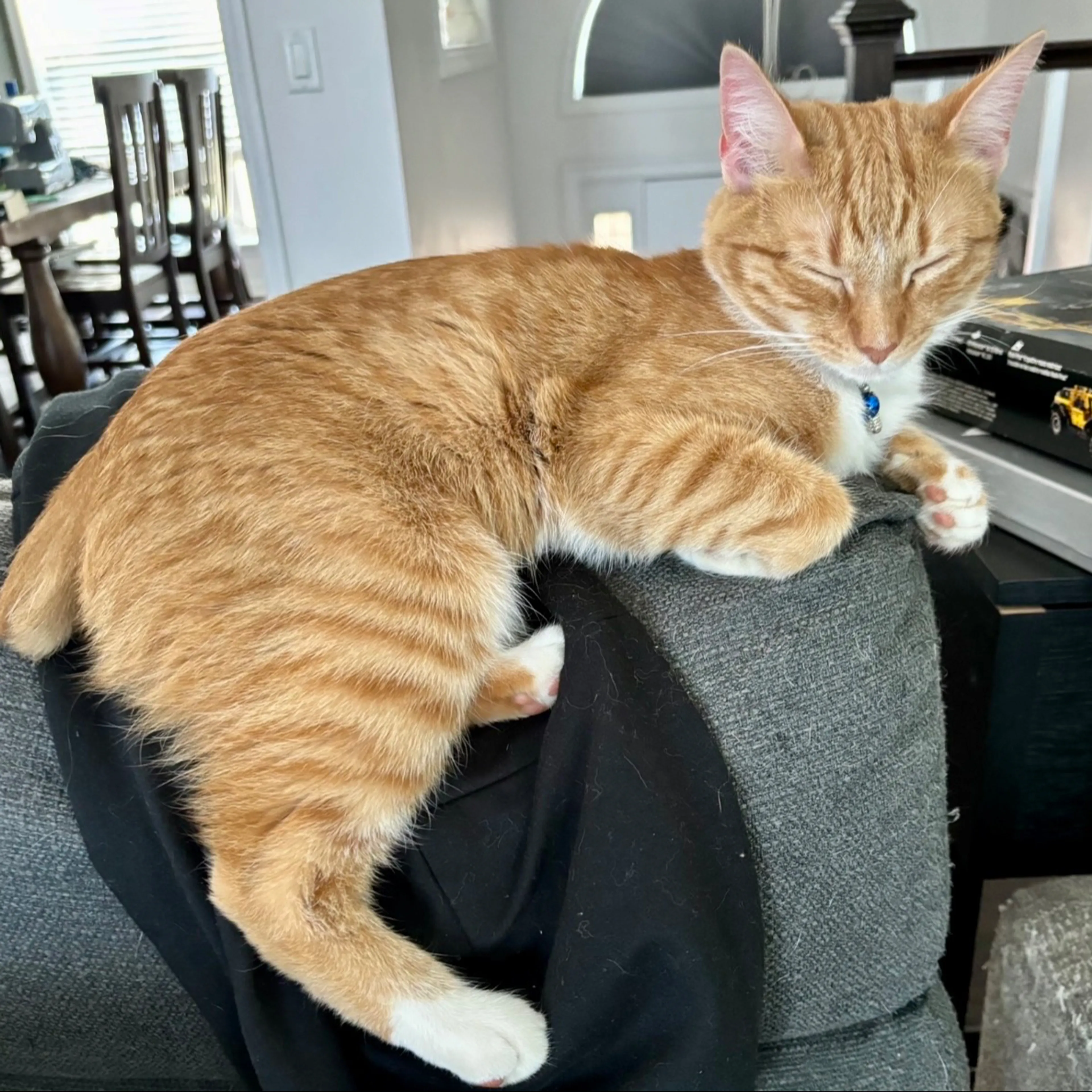 Lost pet-0