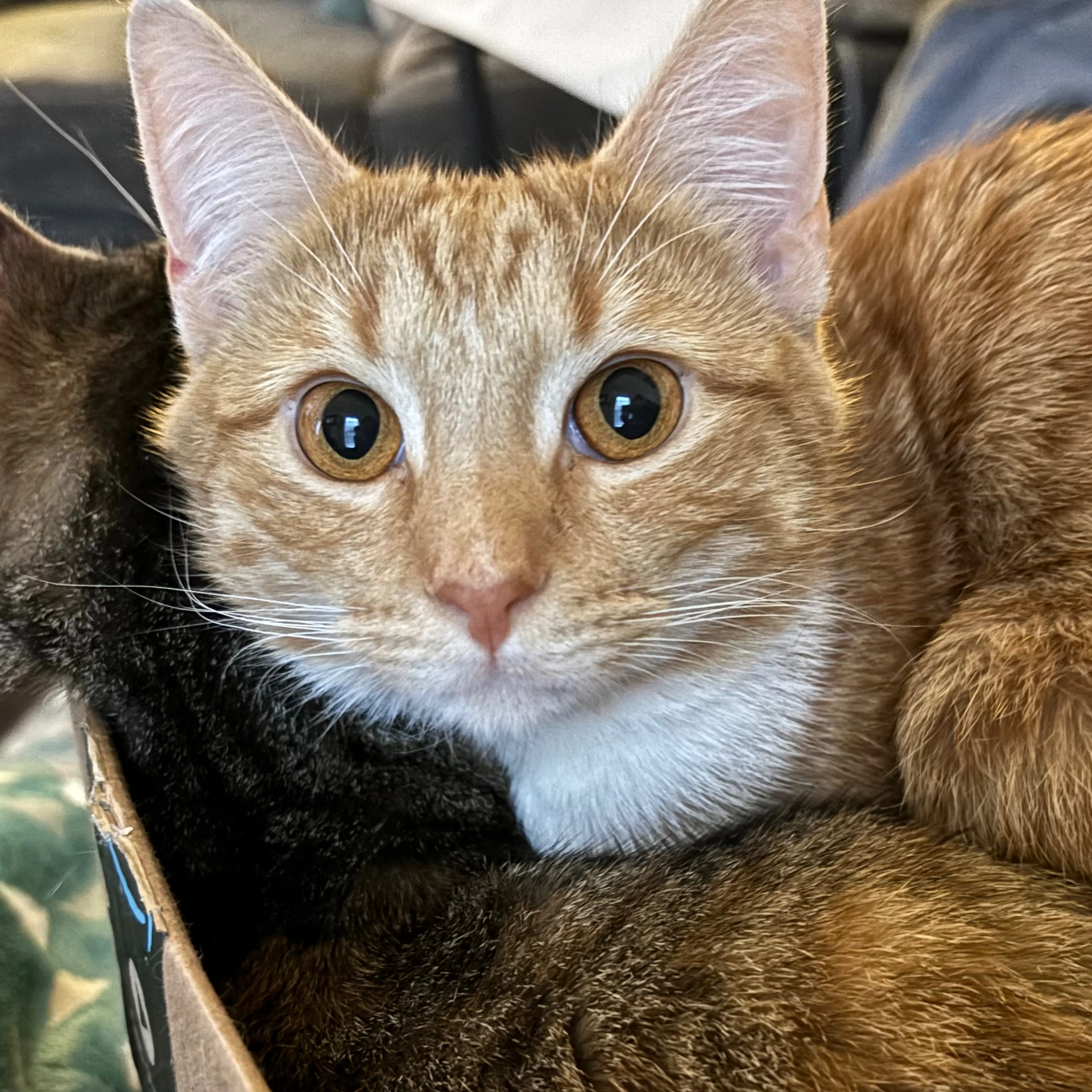 Lost pet-2