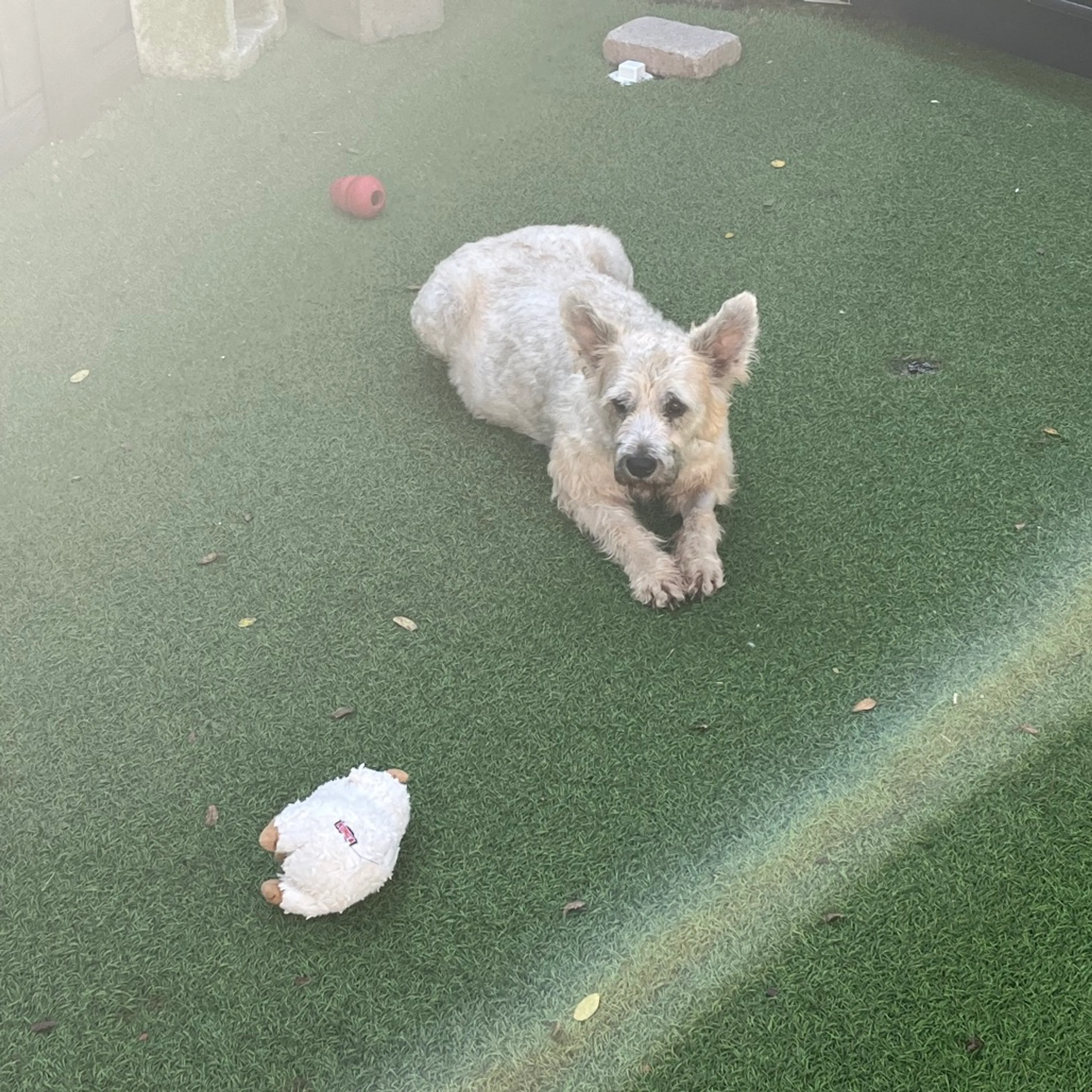 Found pet-8