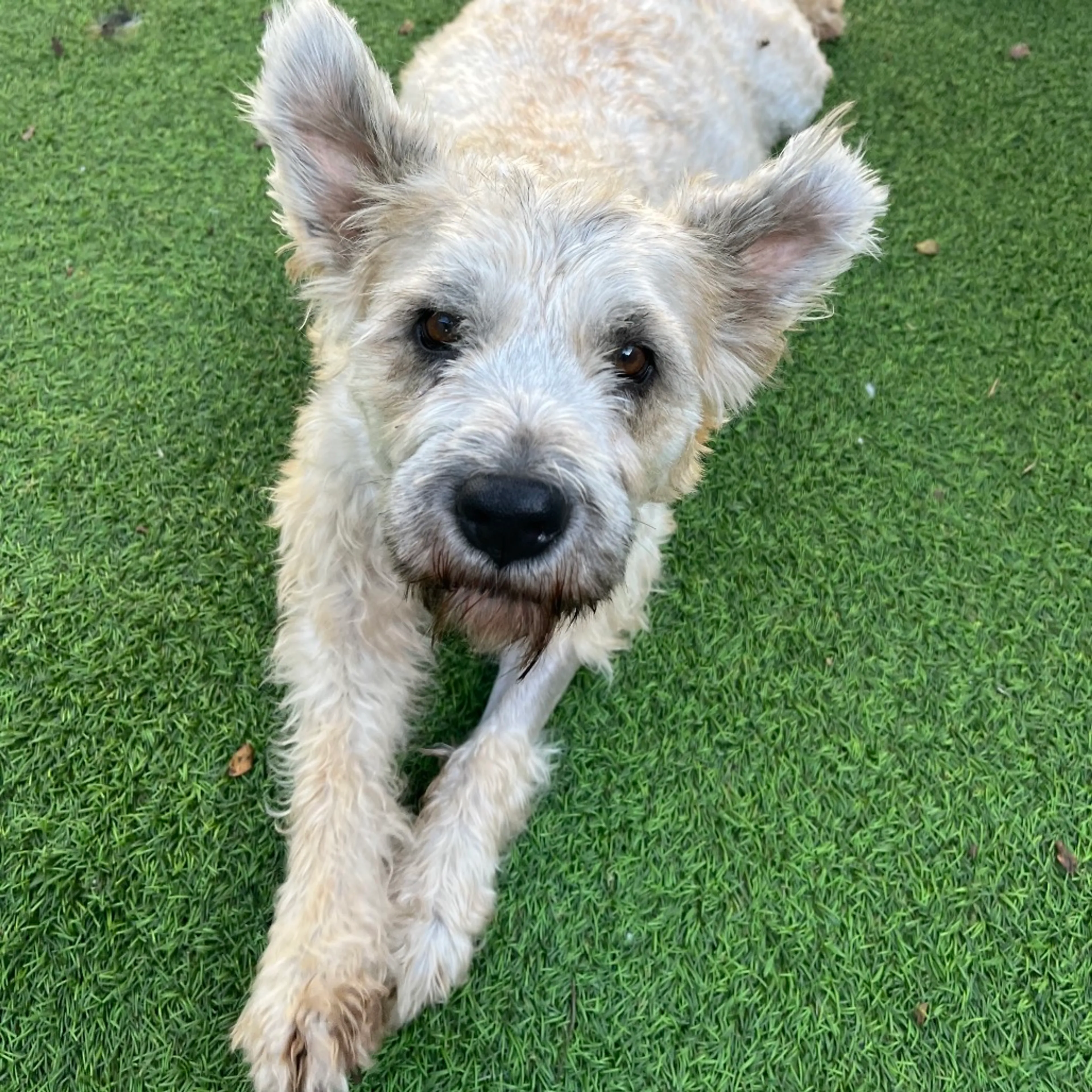 Found pet-9
