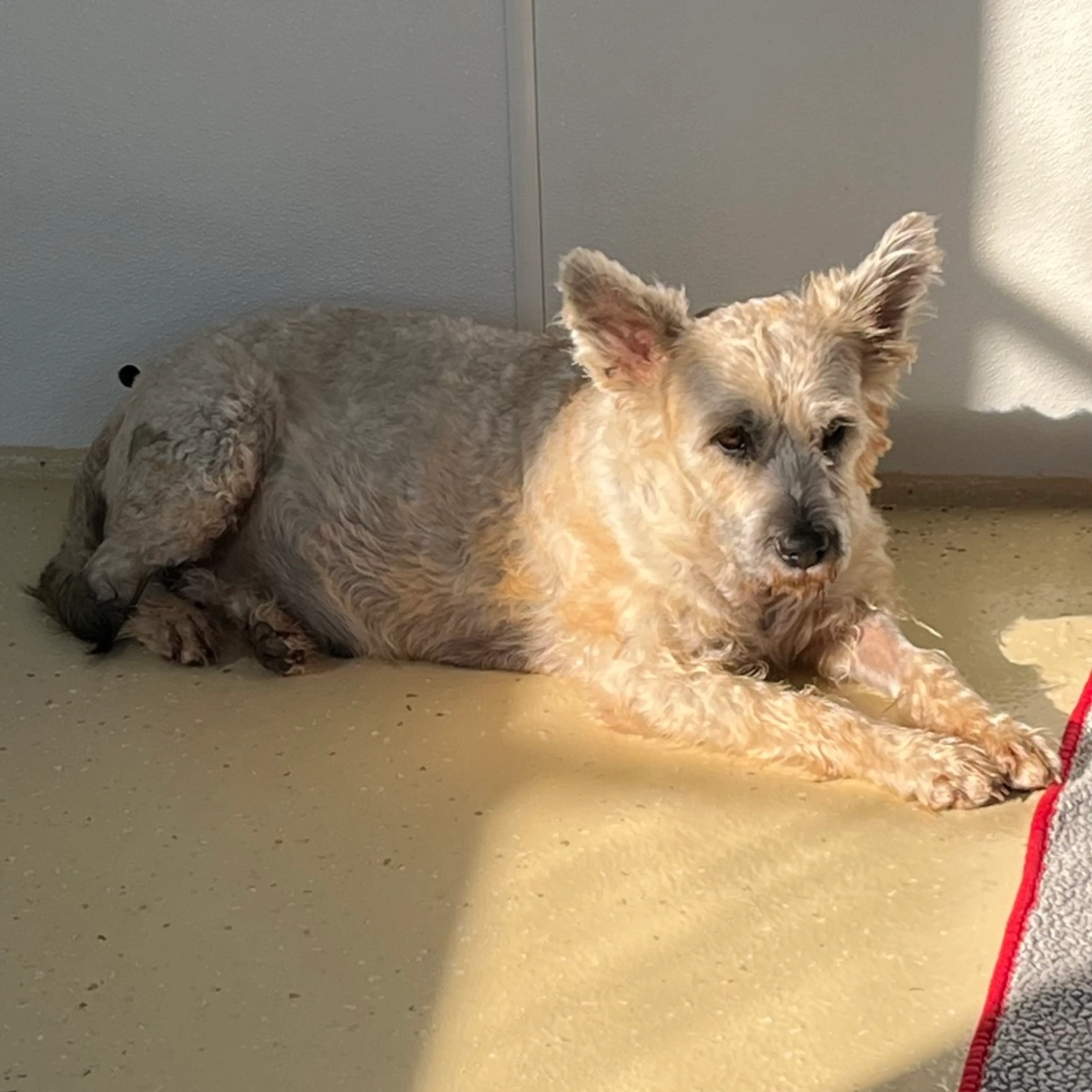 Found pet-5