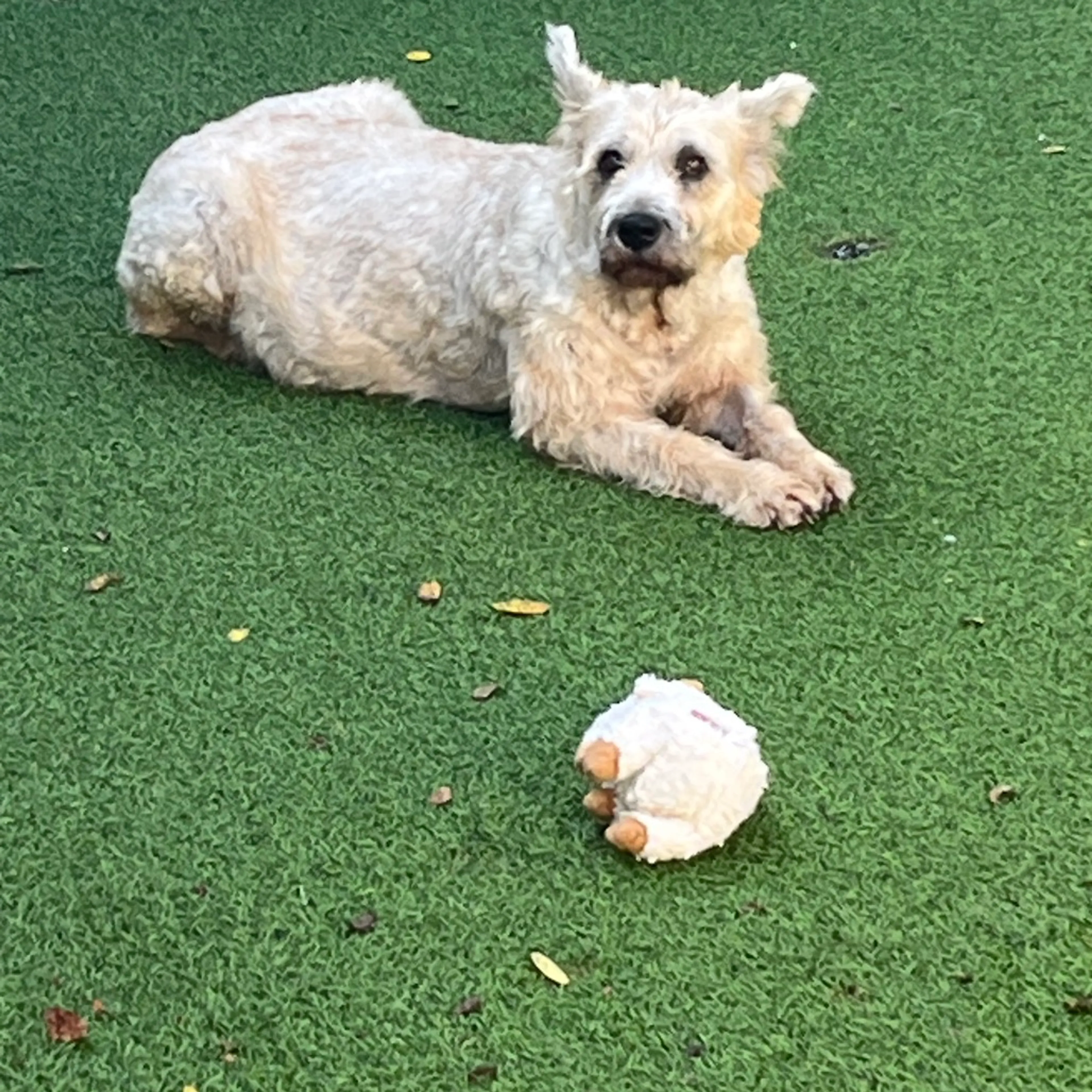 Found pet-7