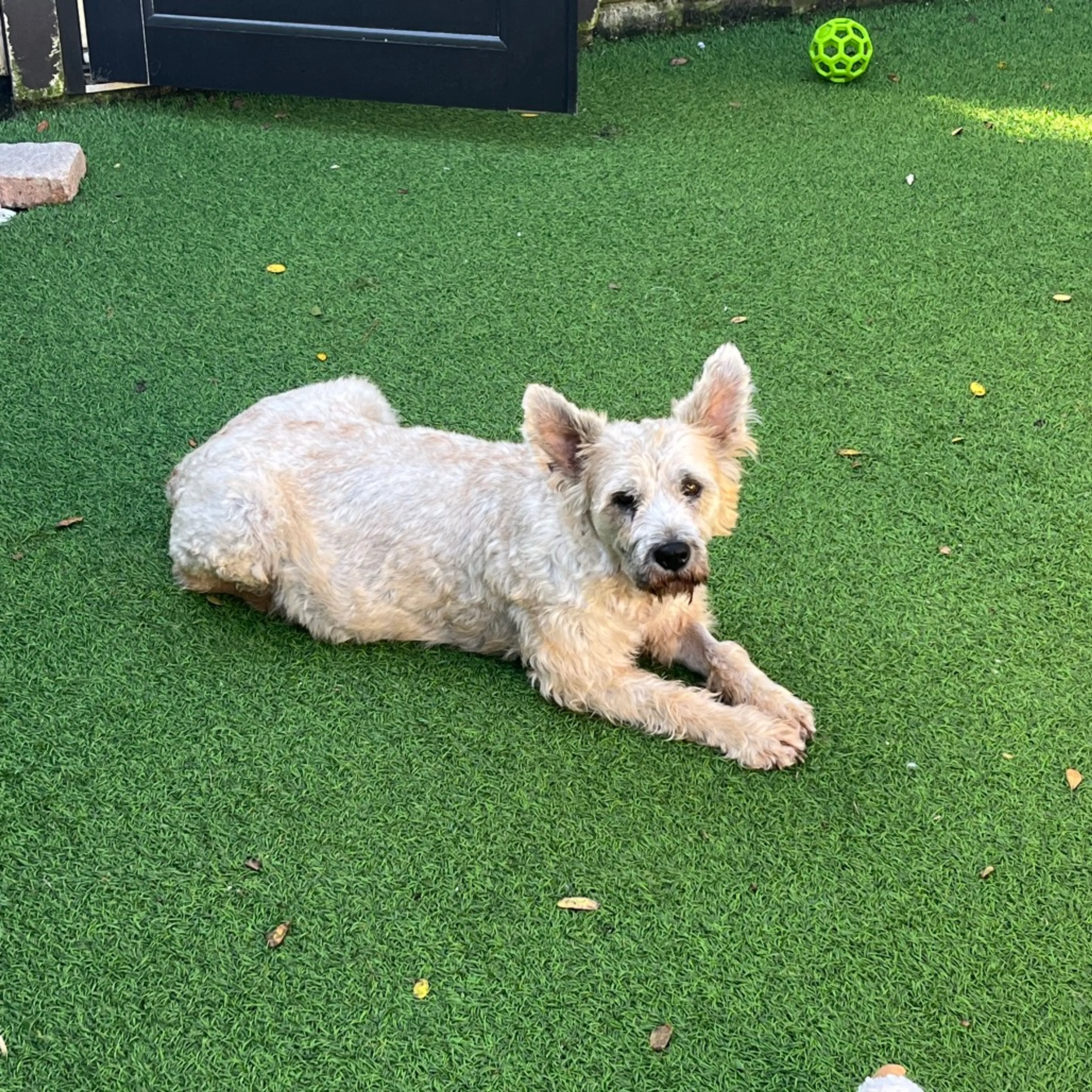 Found pet-6