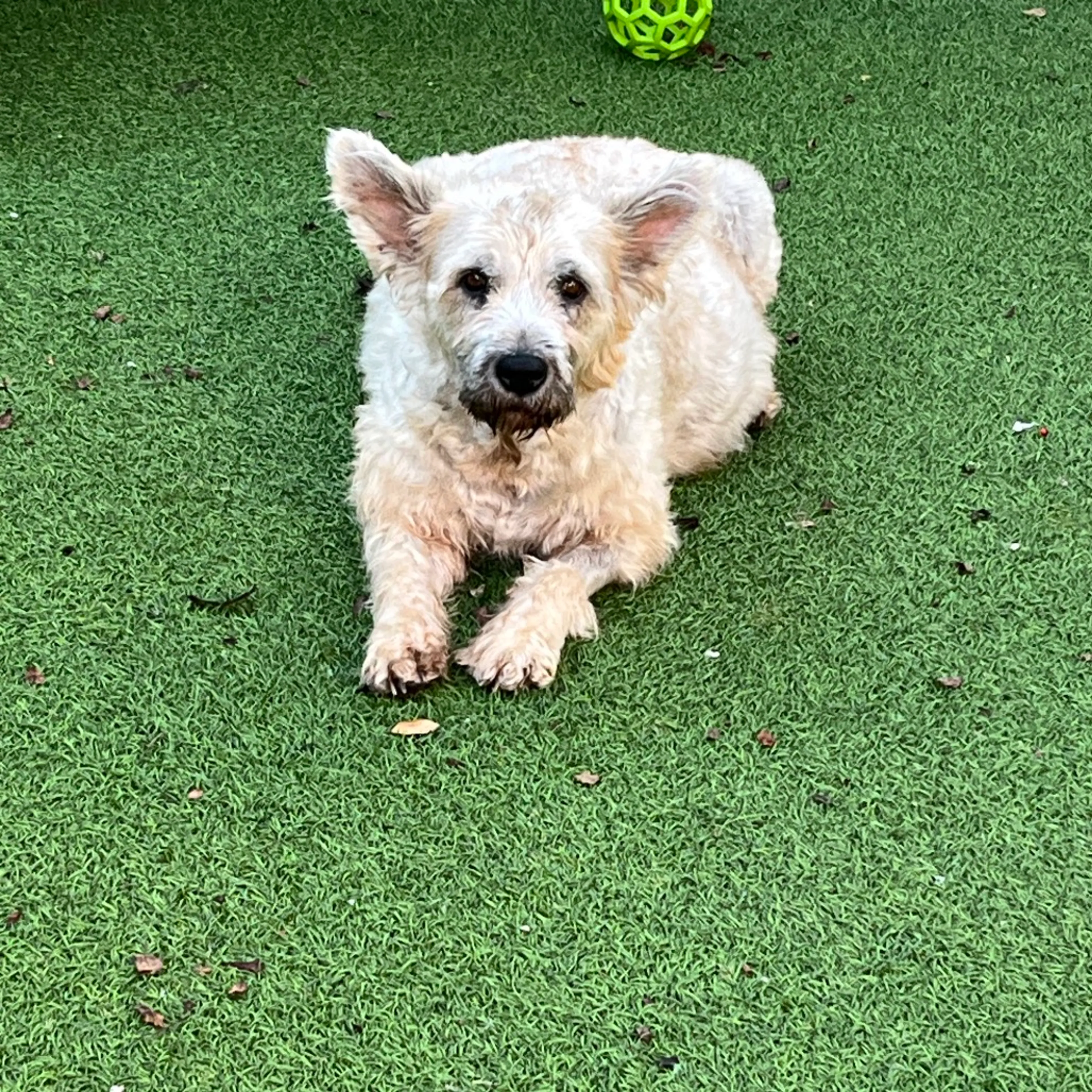 Found pet-11