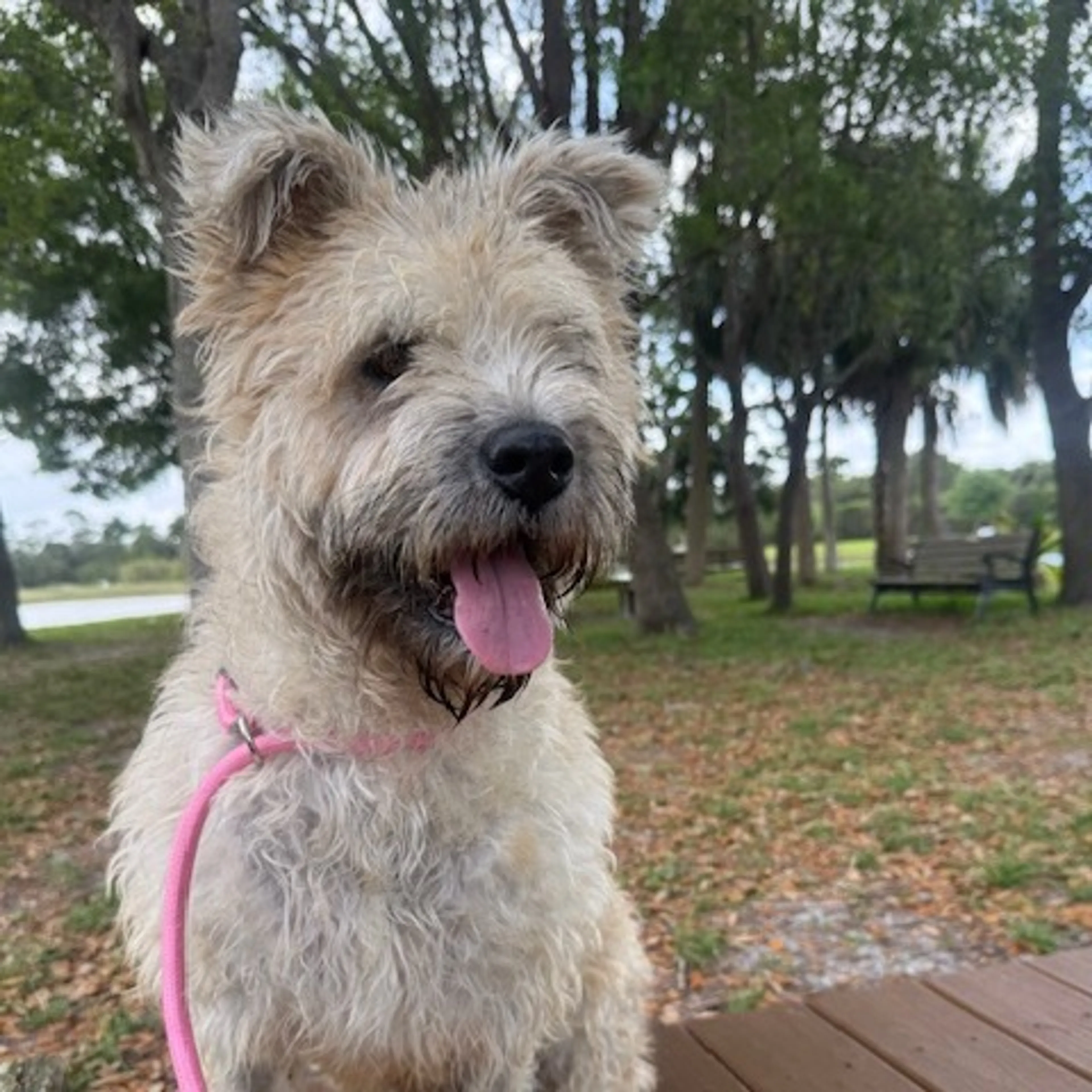 Found pet-14