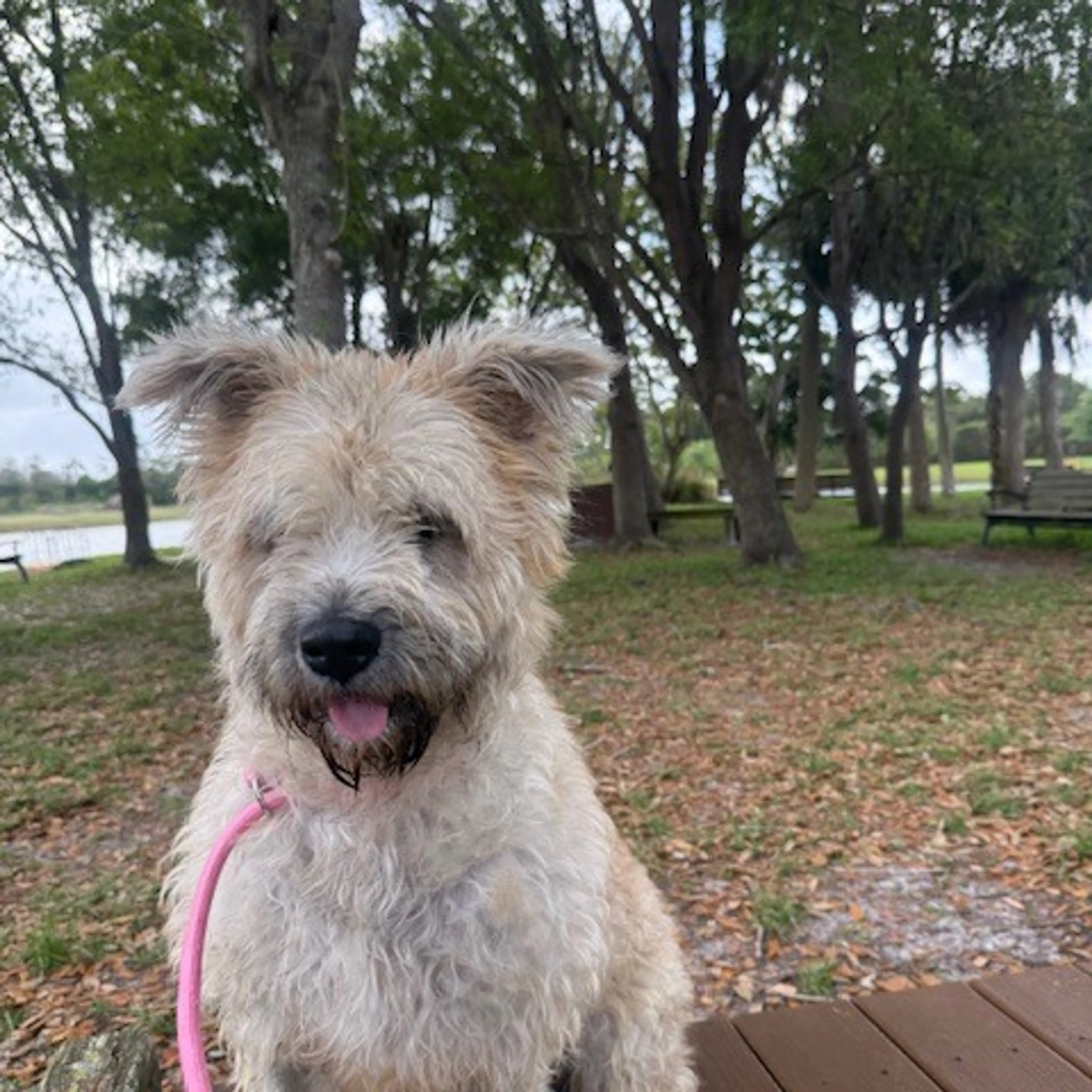 Found pet-13