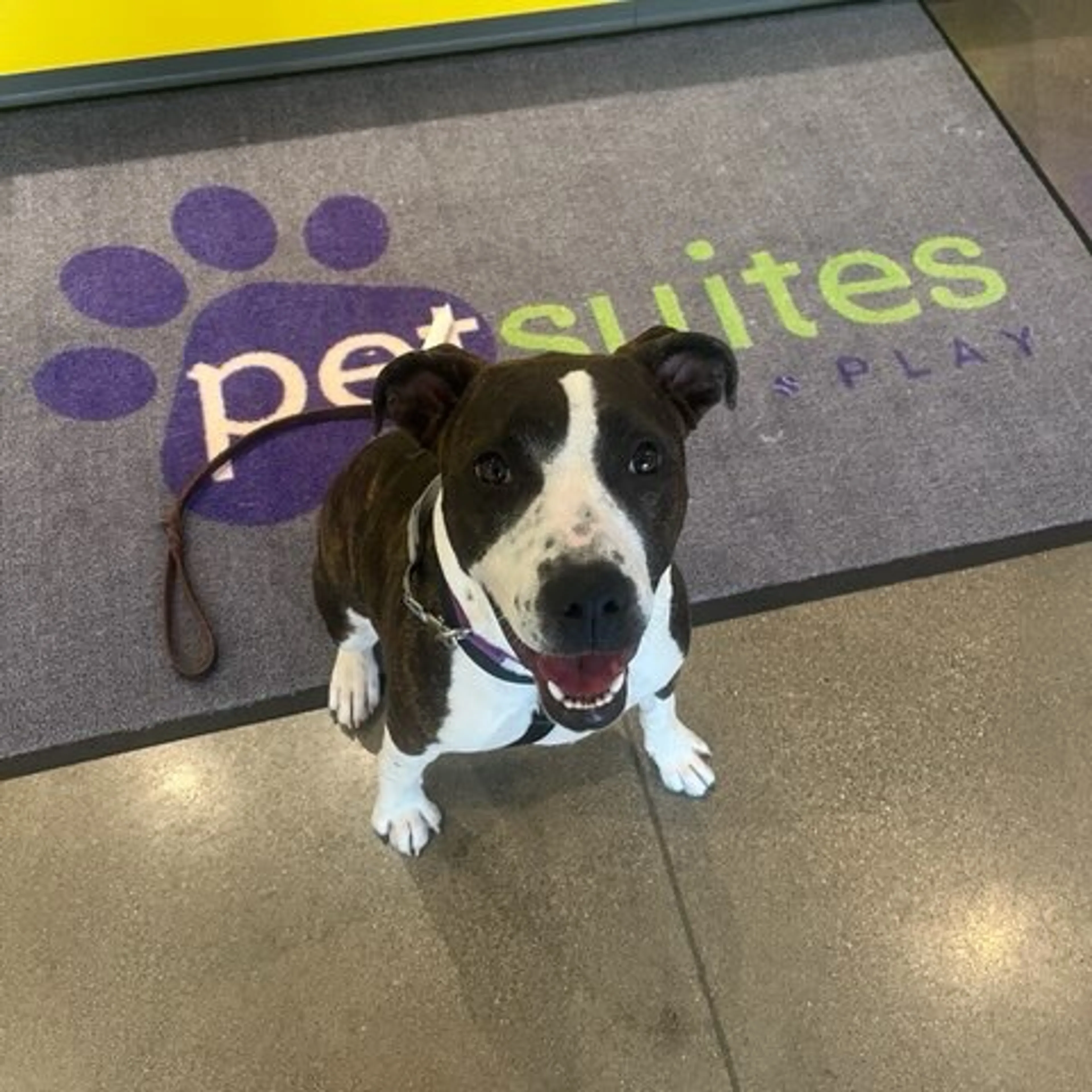 Found pet-8