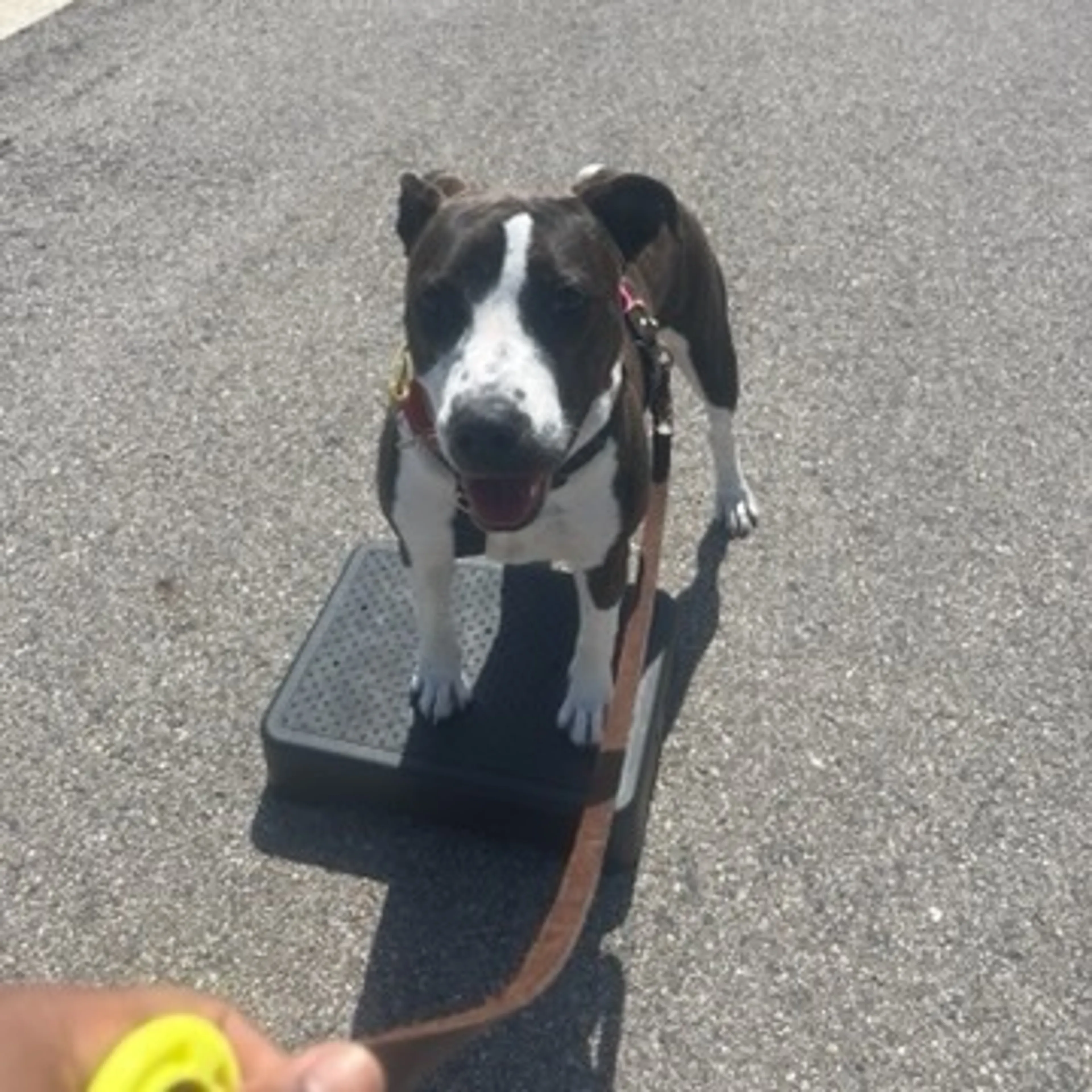 Found pet-9