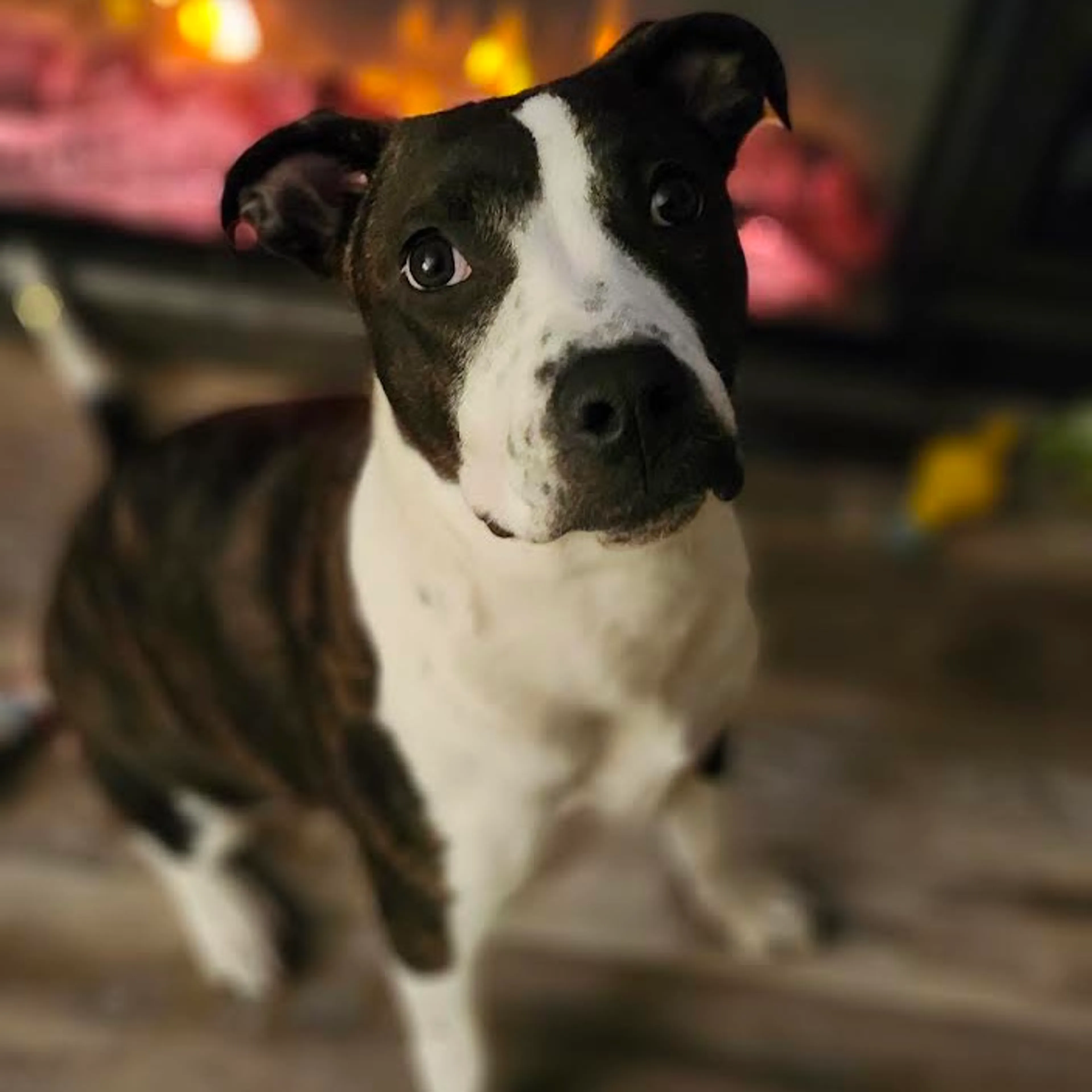Found pet-6