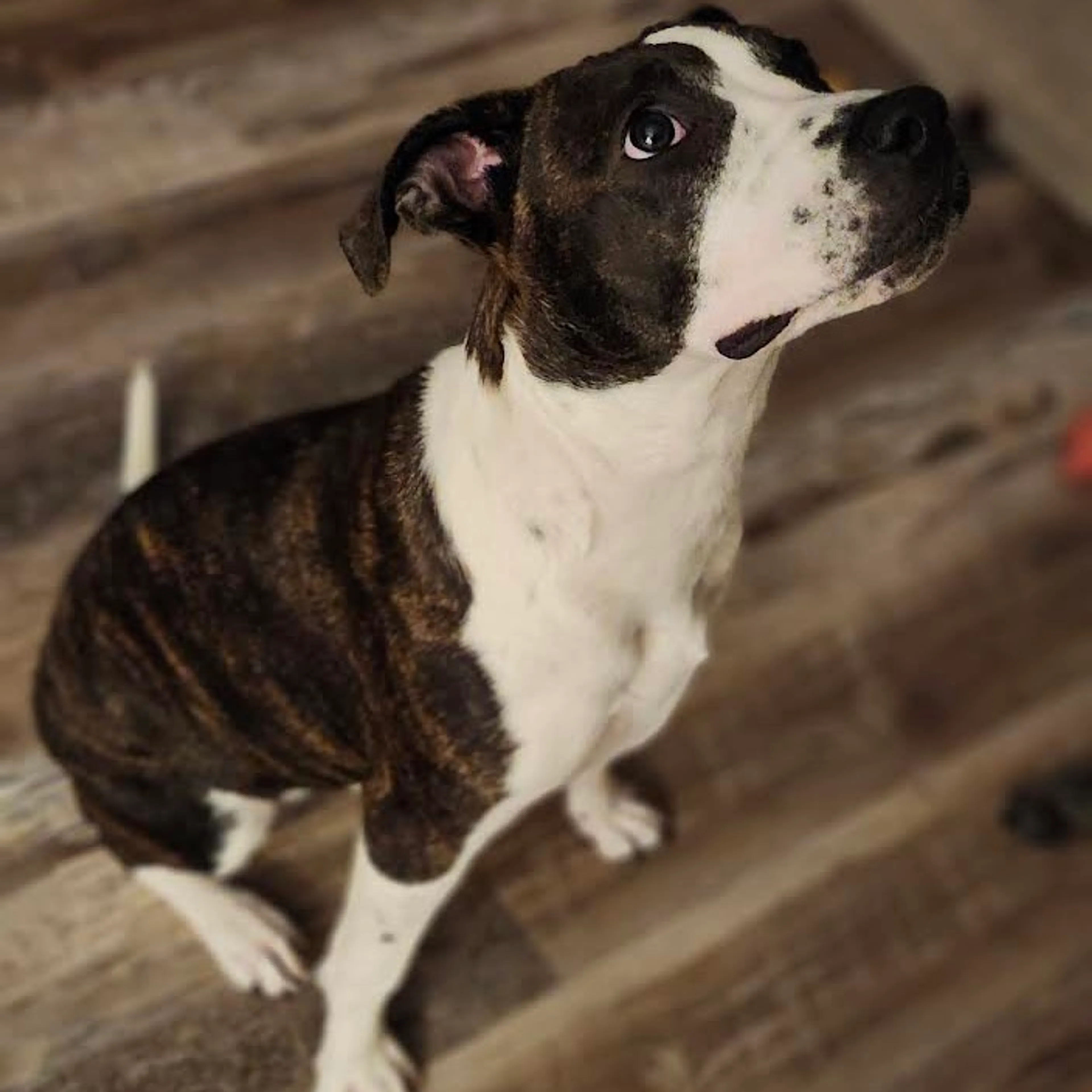 Found pet-5