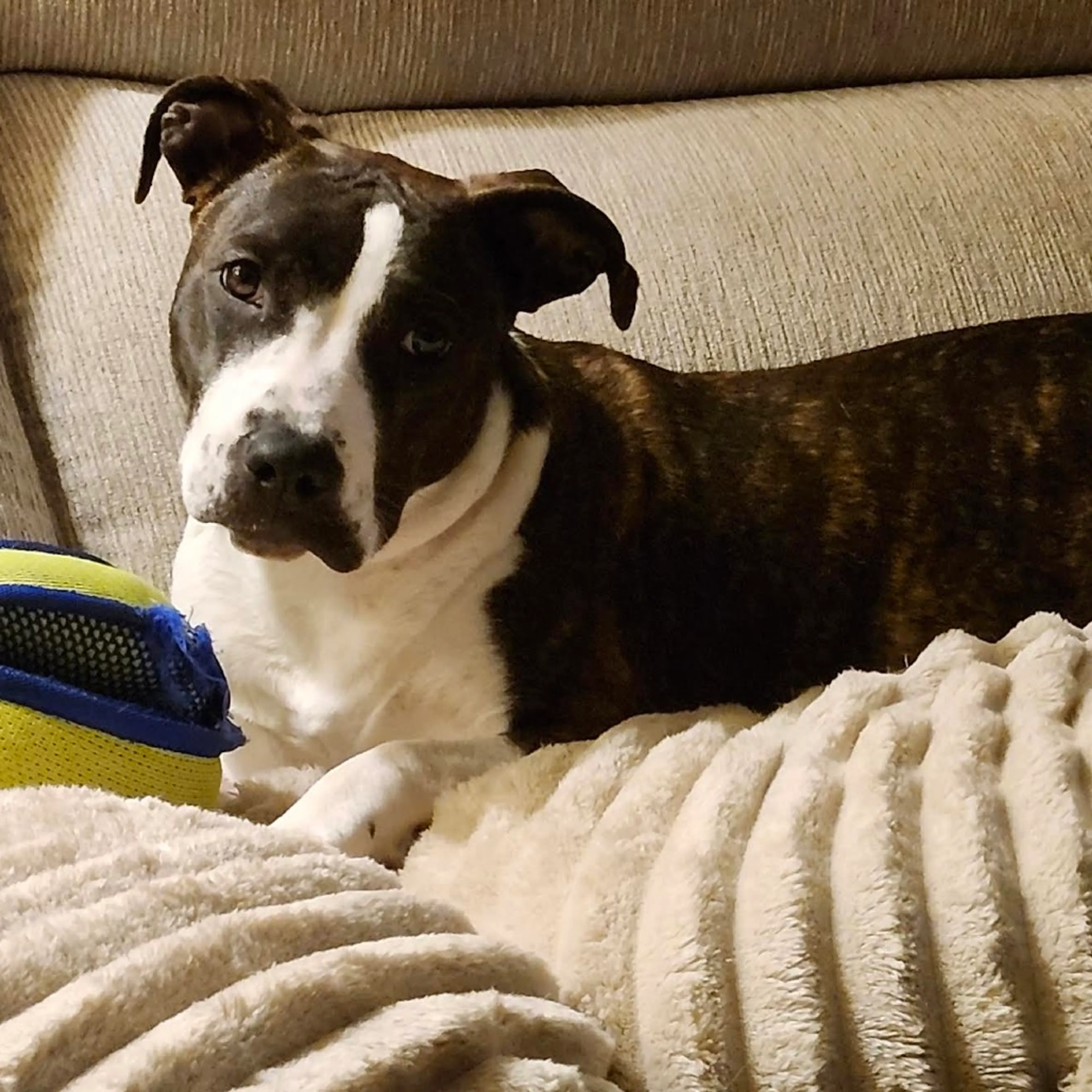 Found pet-4