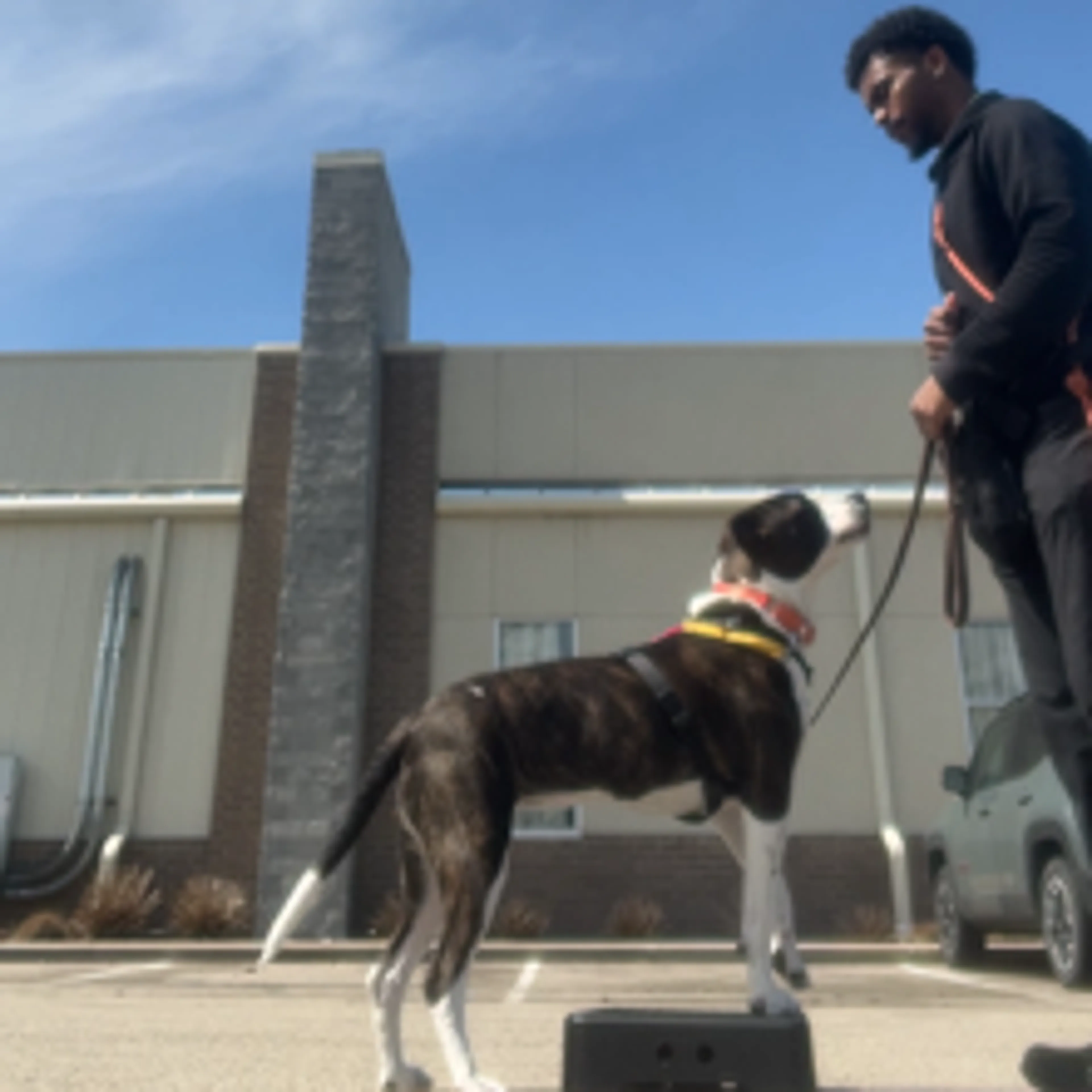 Found pet-10