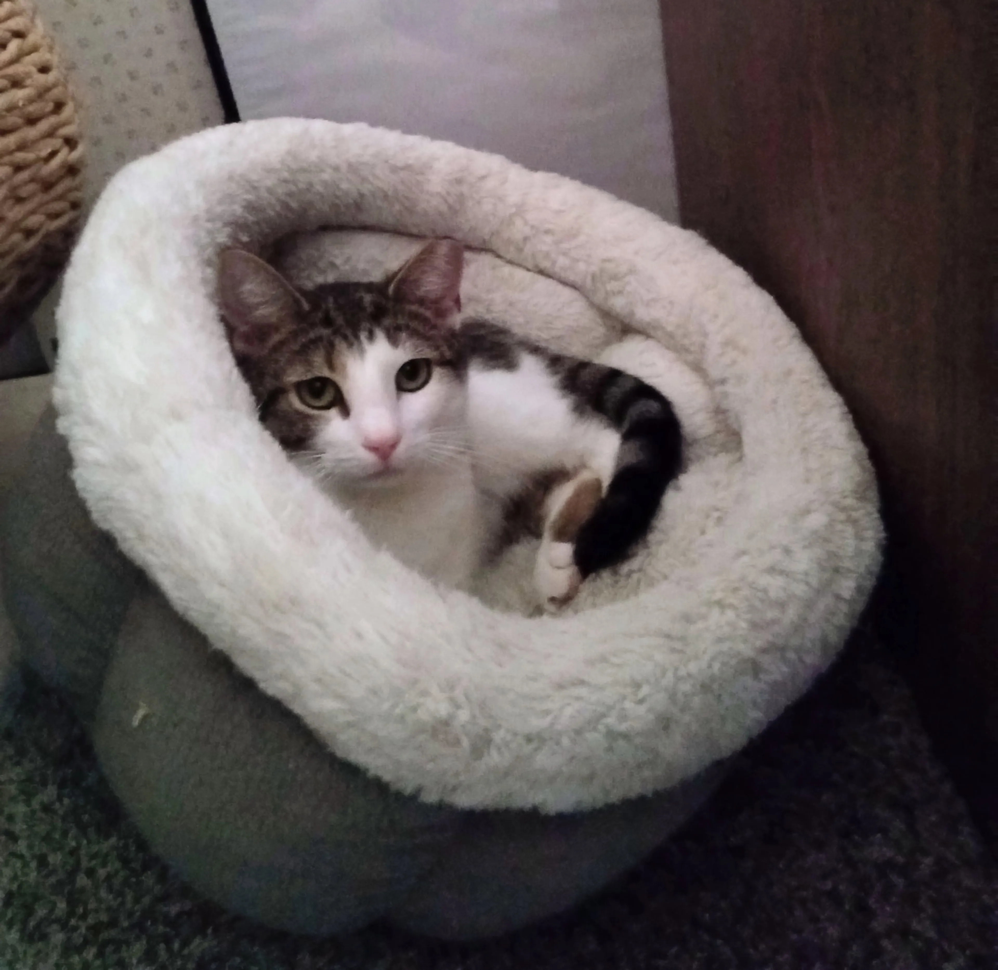 Found pet-1