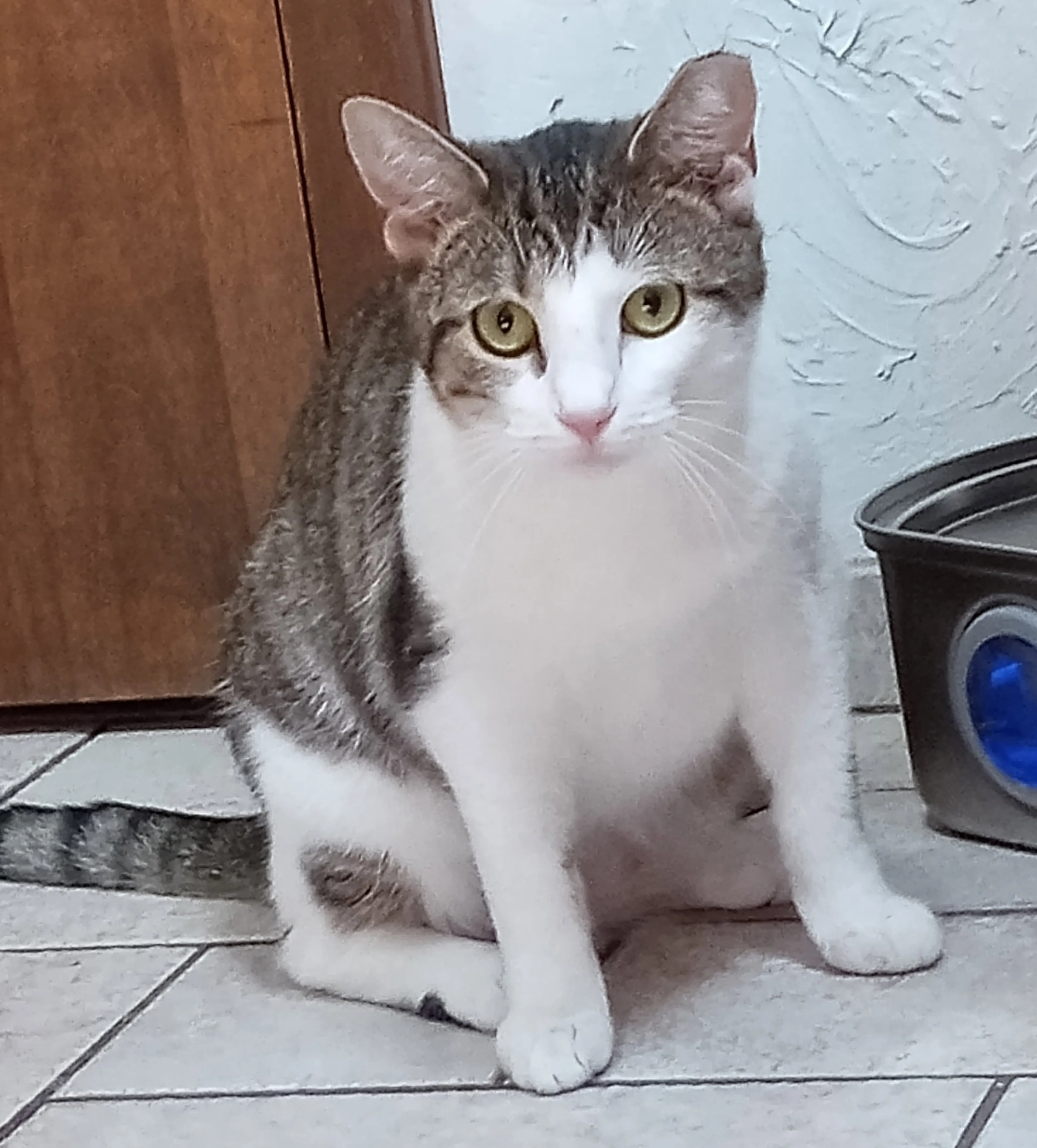 Found pet-0