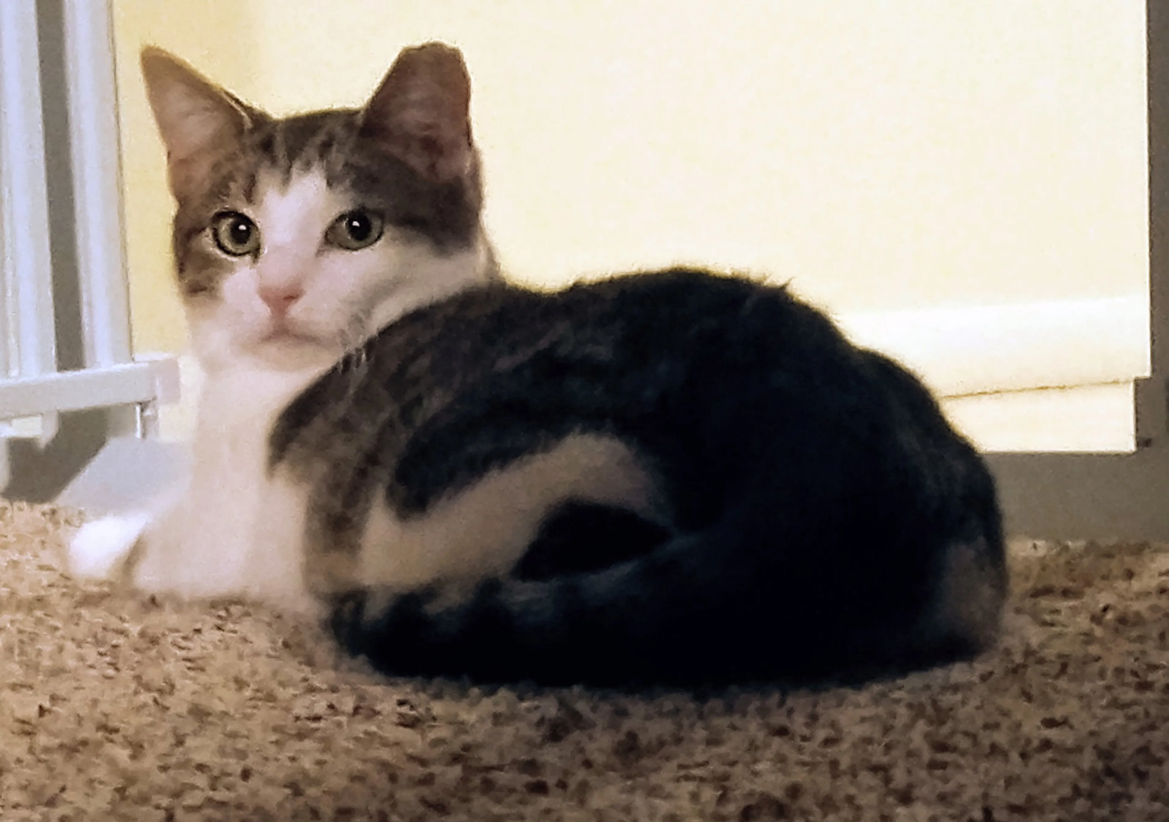 Found pet-2
