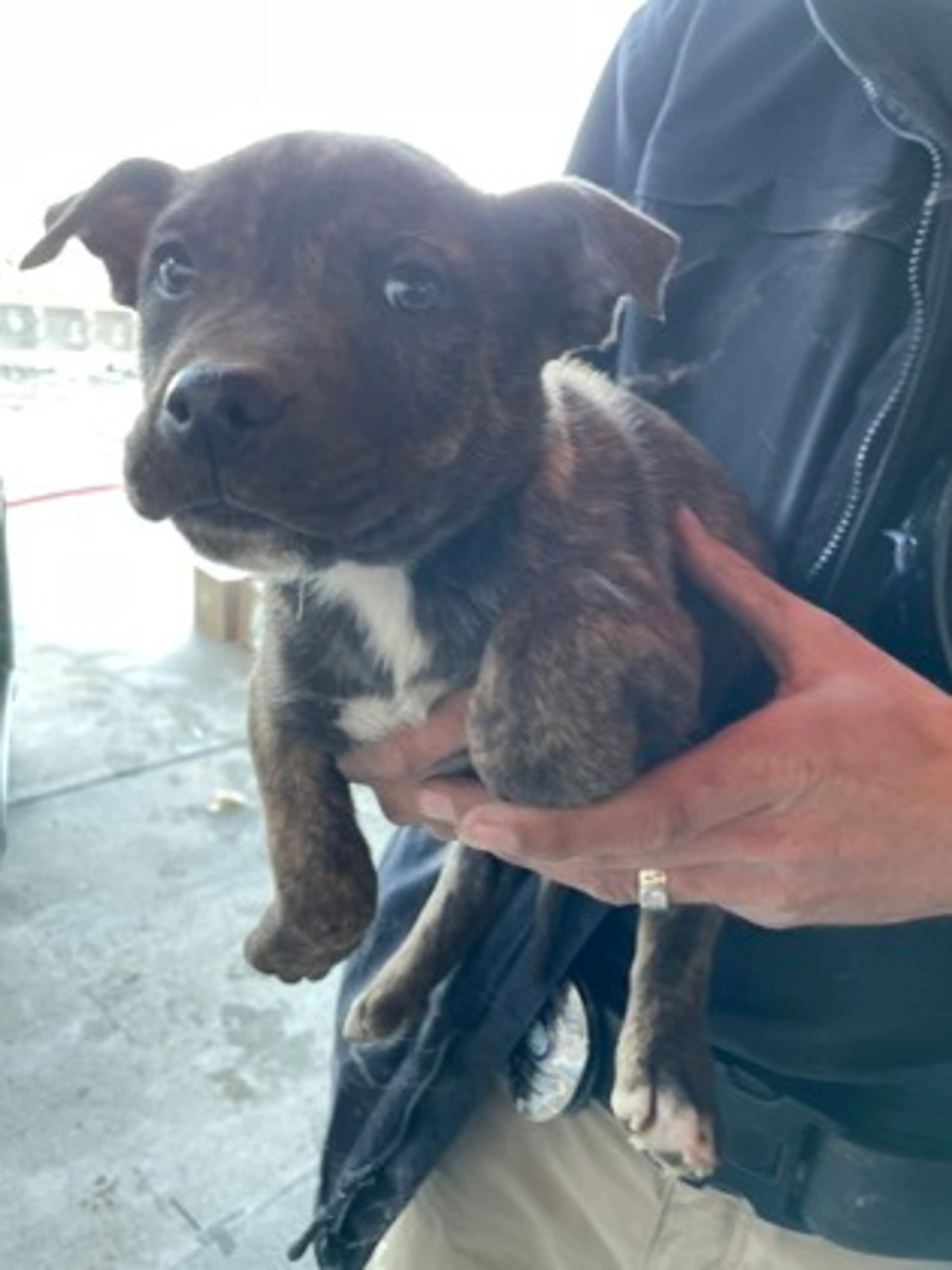 Found pet-1