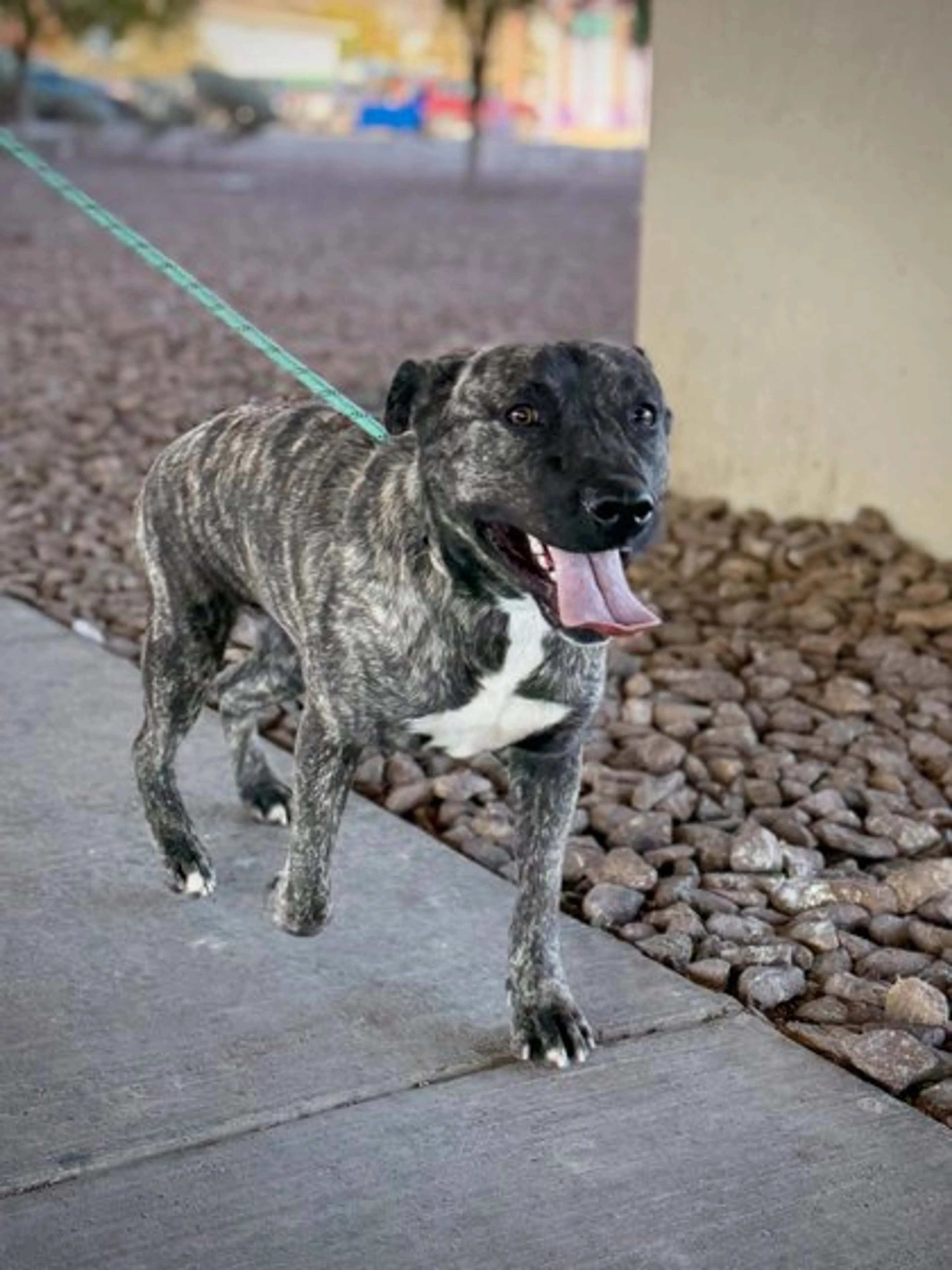 Found pet-2