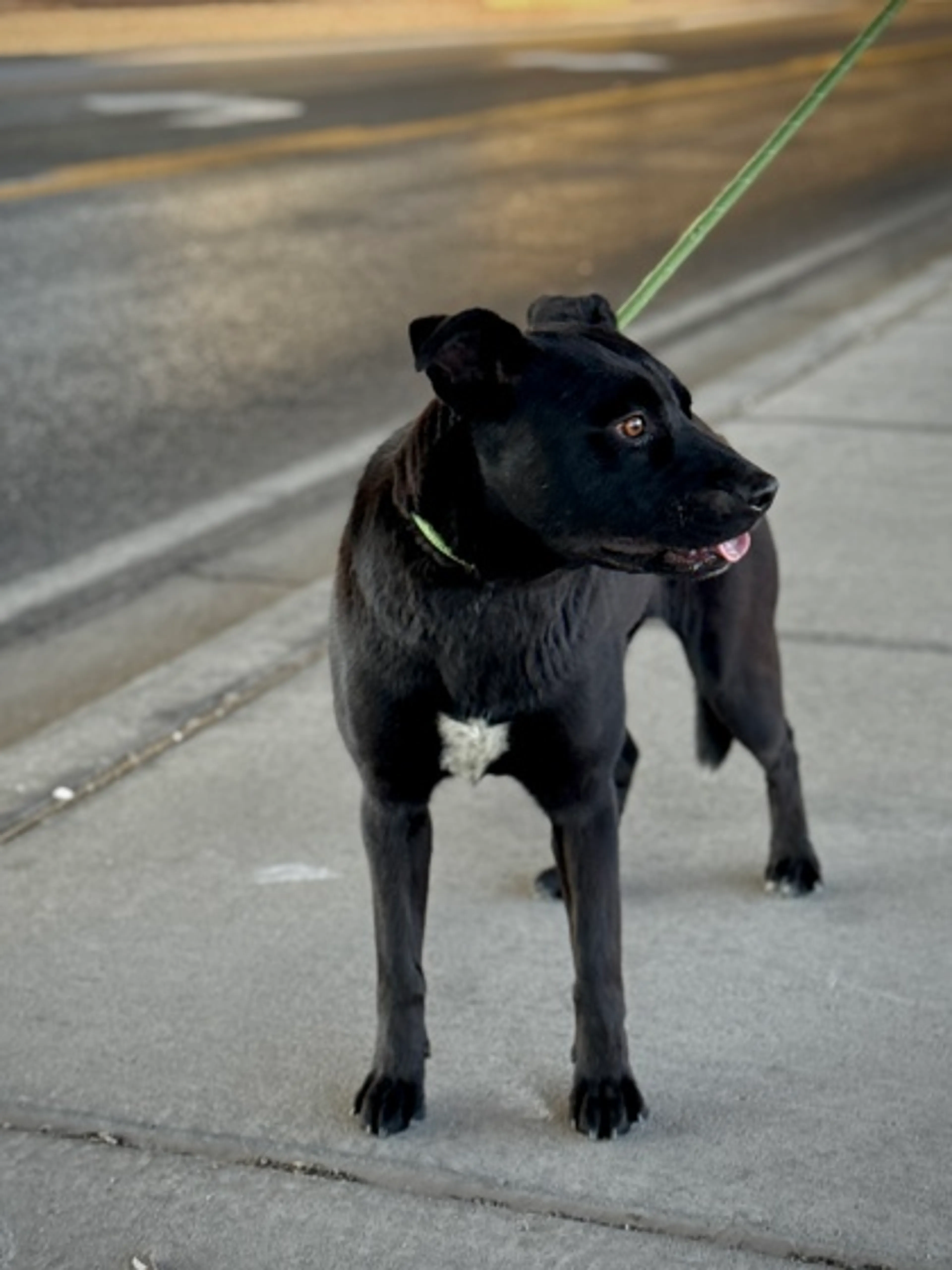 Found pet-2
