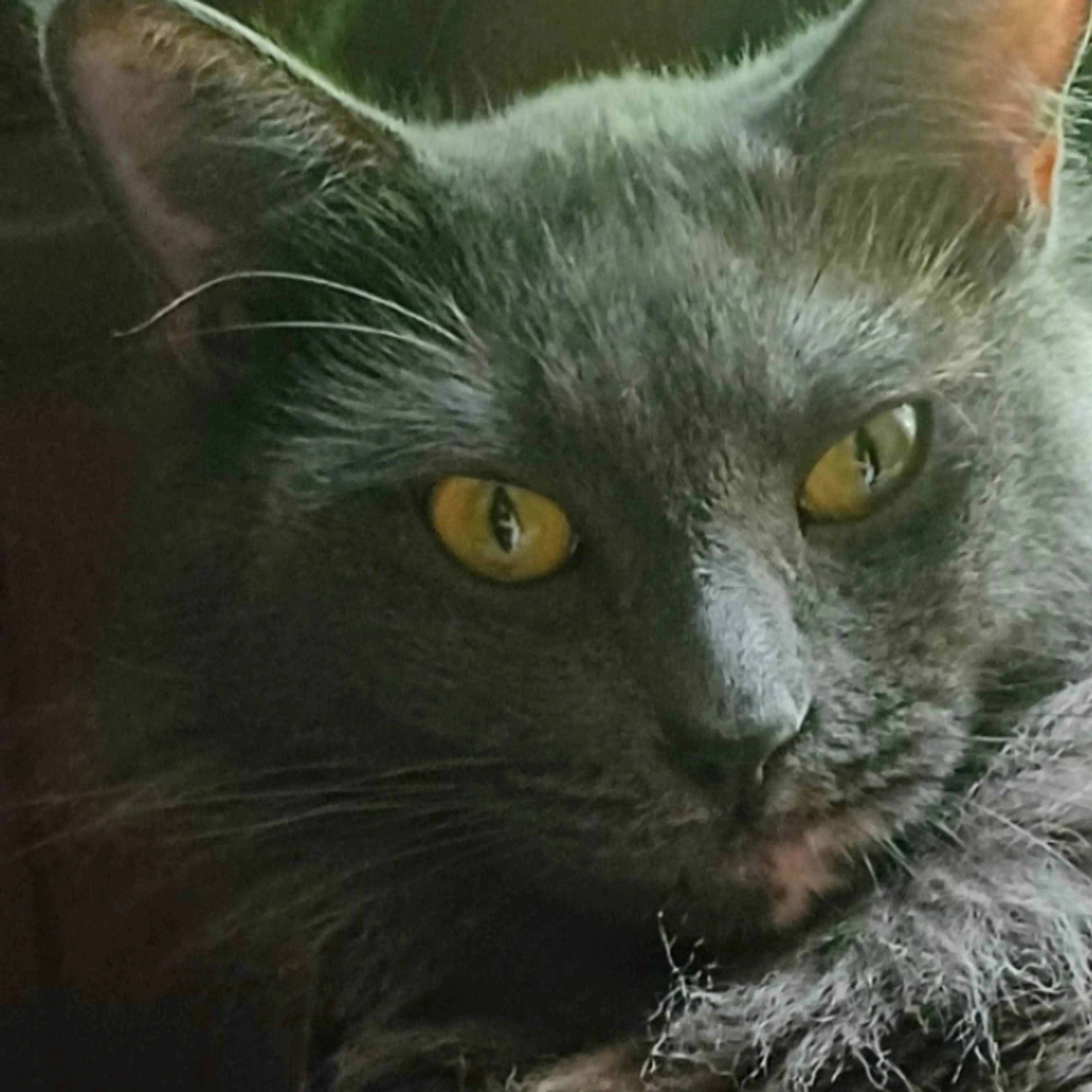 Lost pet-1