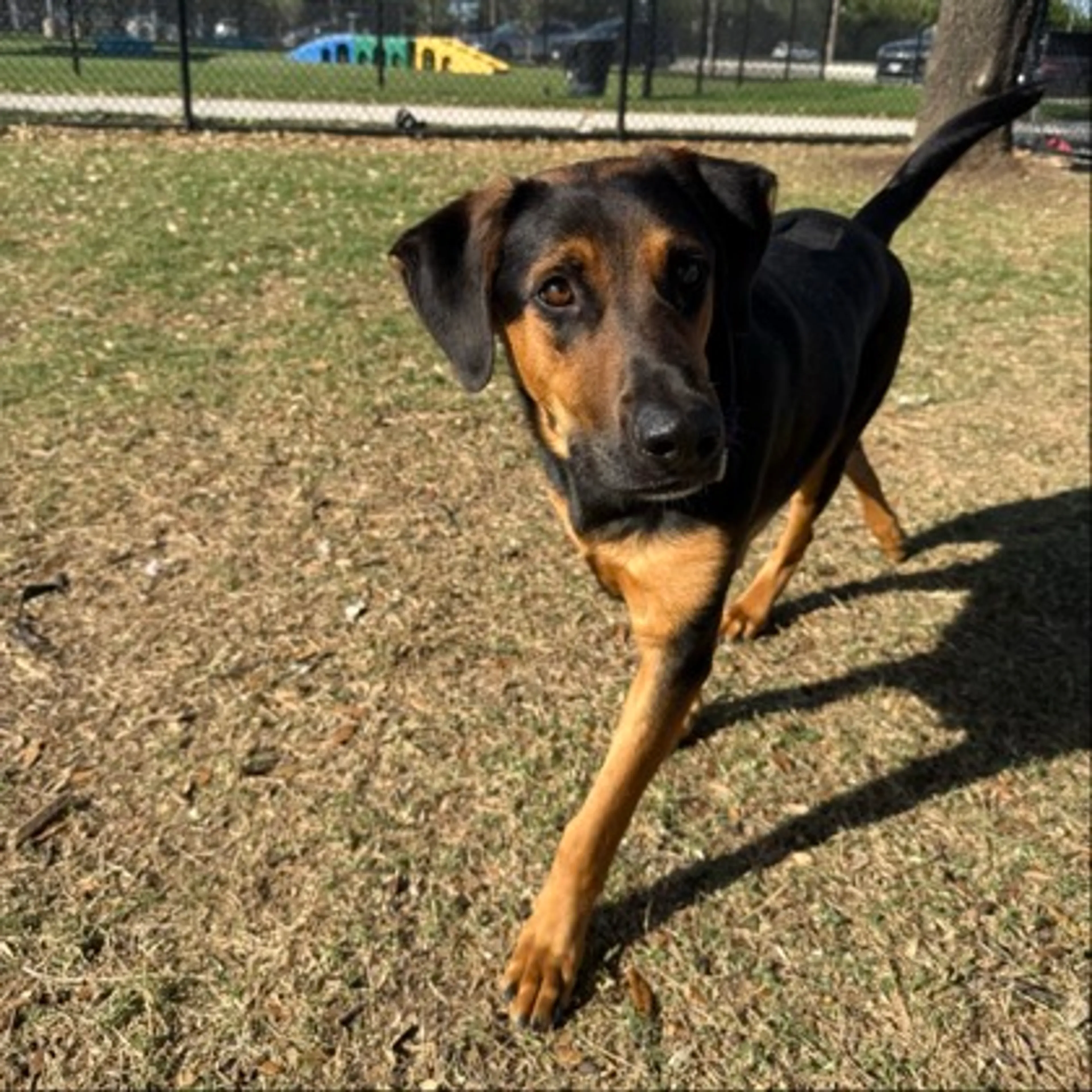 Found pet-2