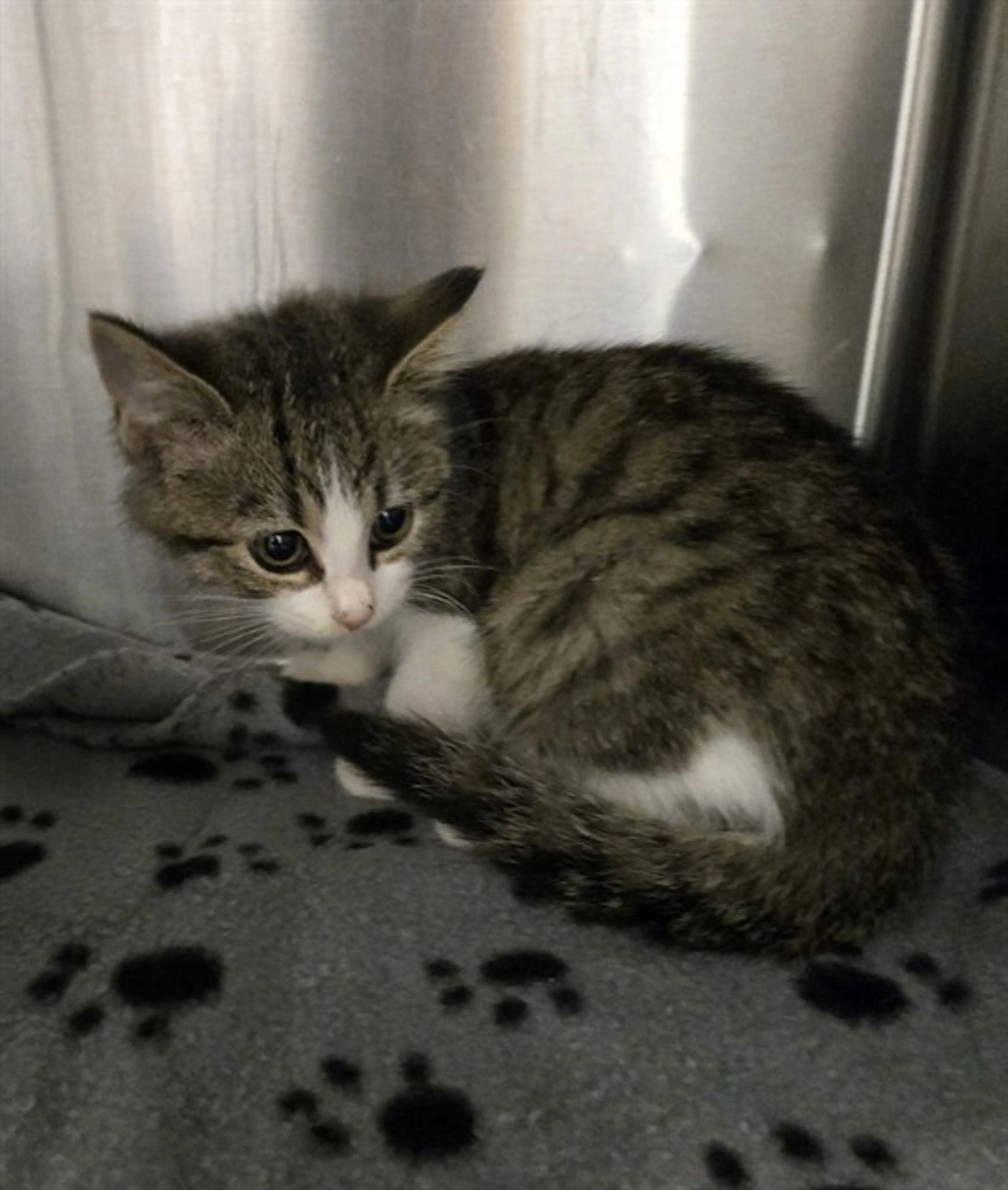 Found pet