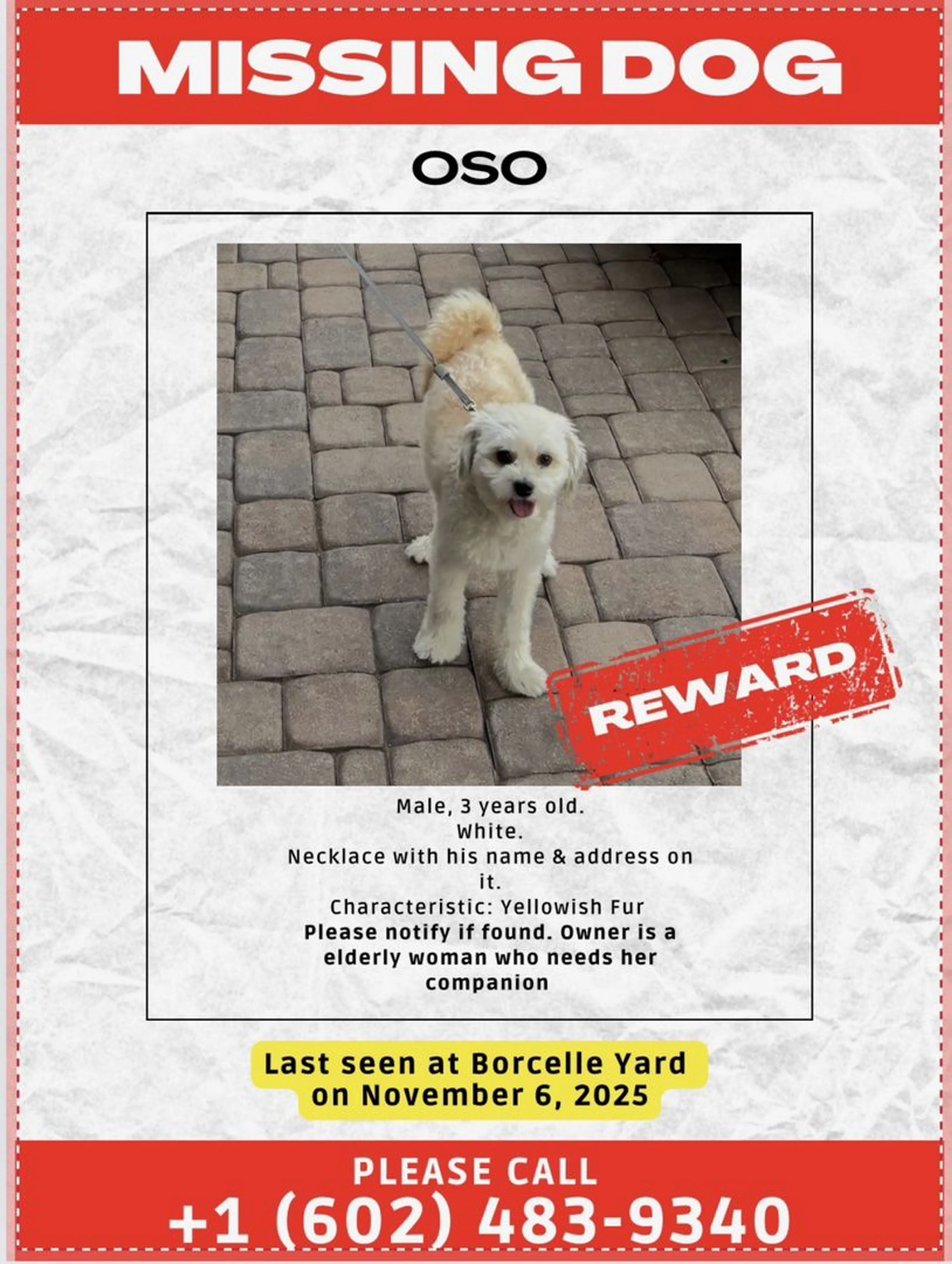 Lost pet