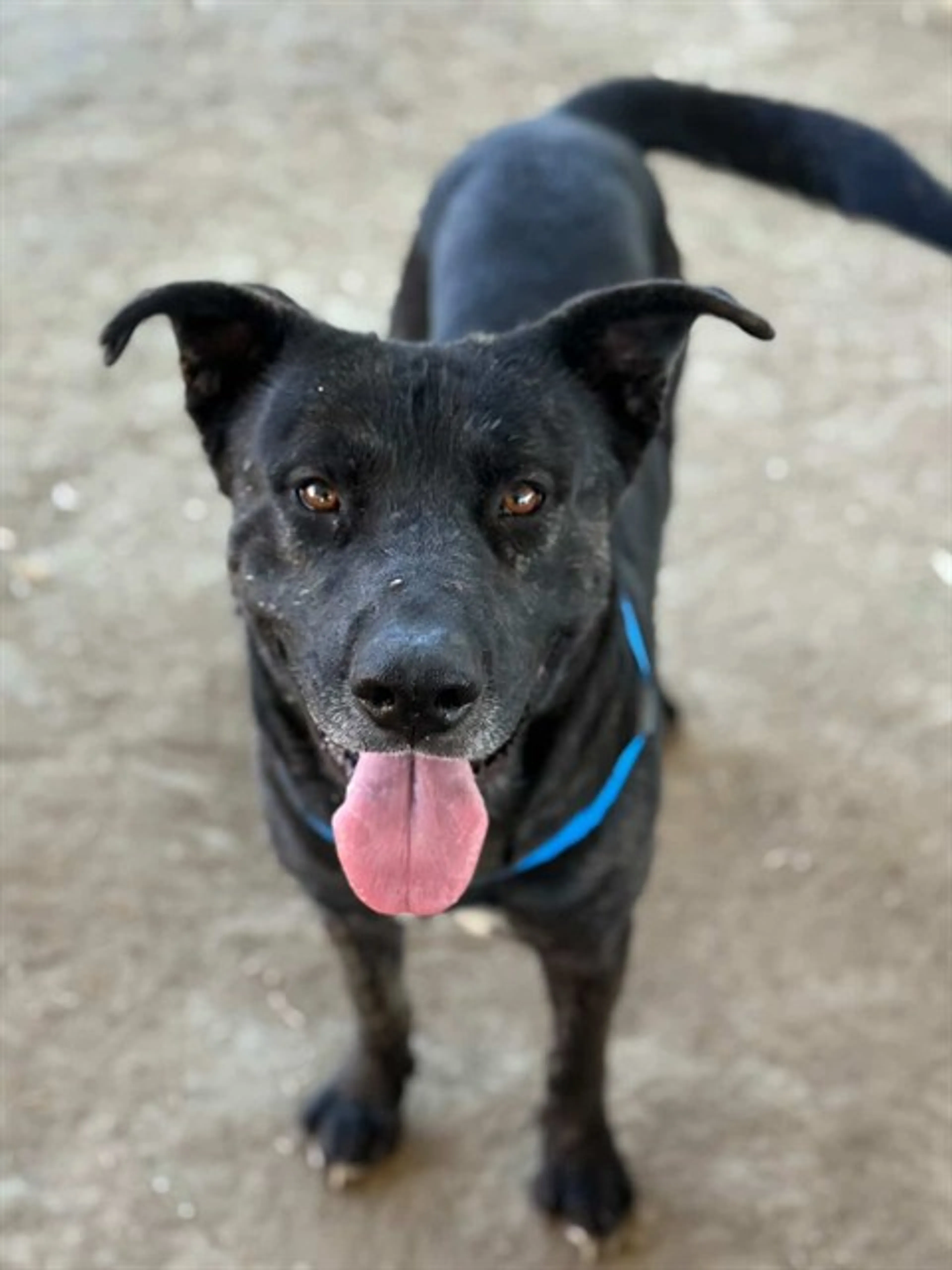 Found pet